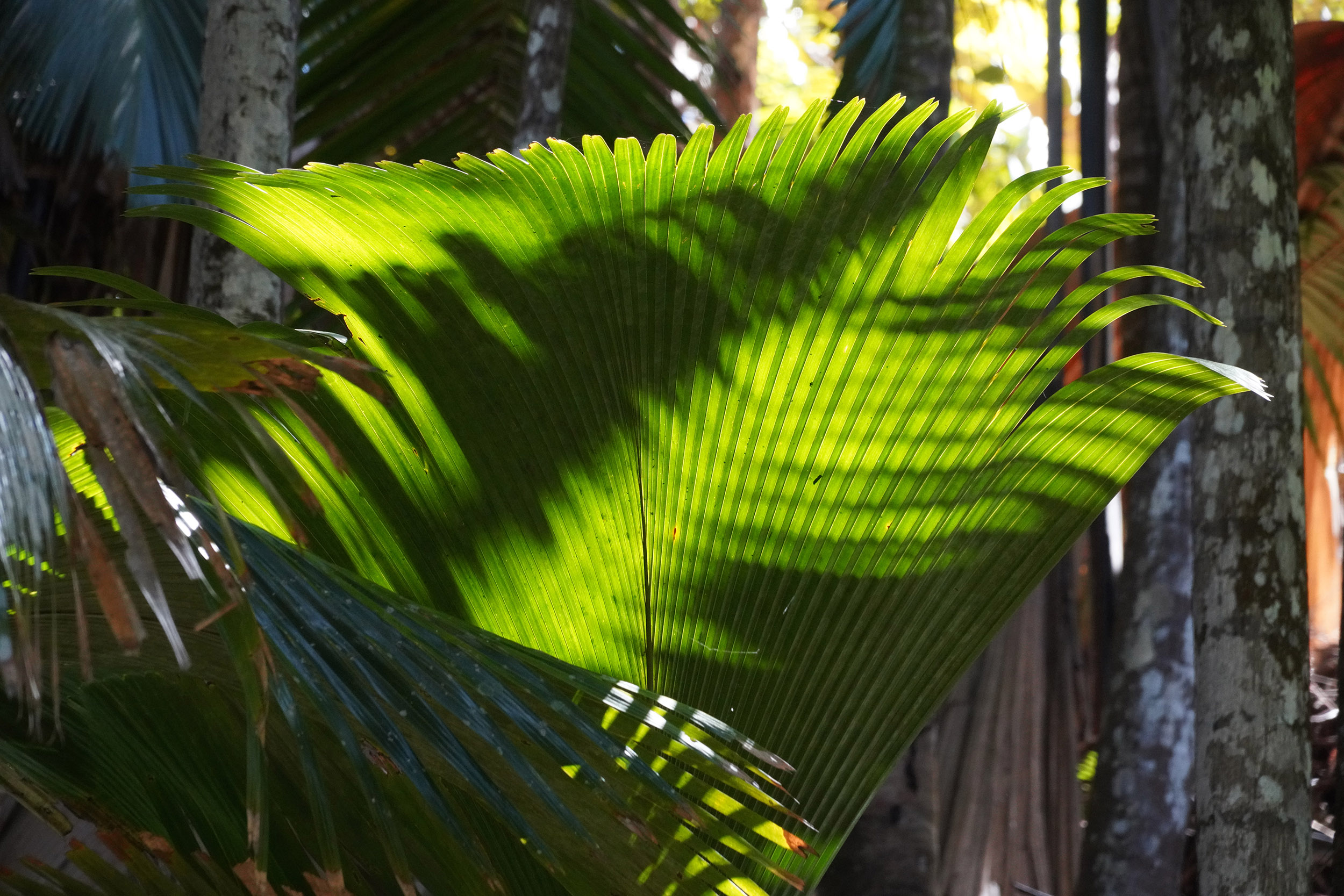 Dans la vallée de Mai sur l'ile Praslin