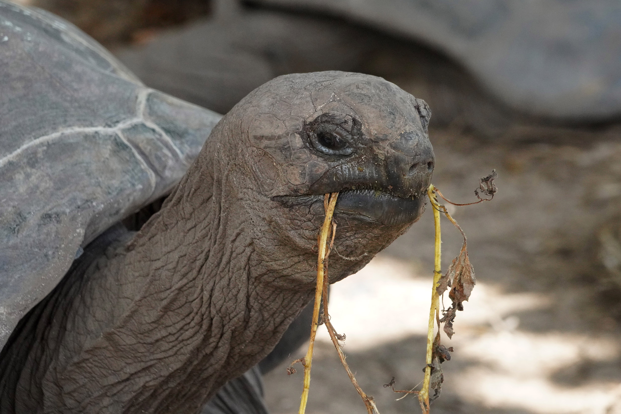 Tortue de l'ile Praslin des Seychelles