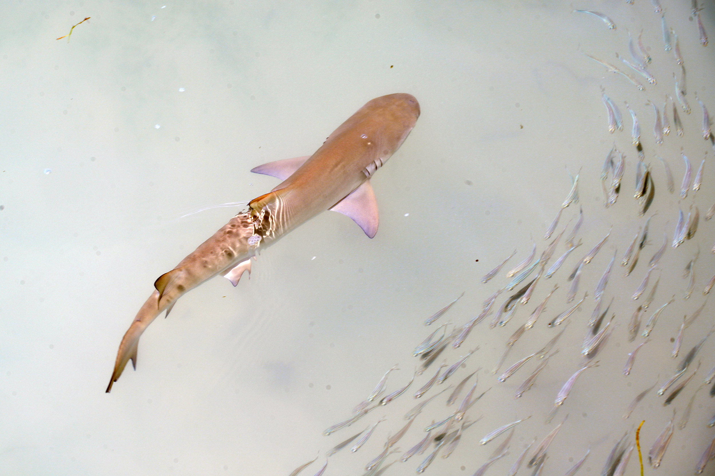 Club Med des Seychelles sur l'ile Saint Anne