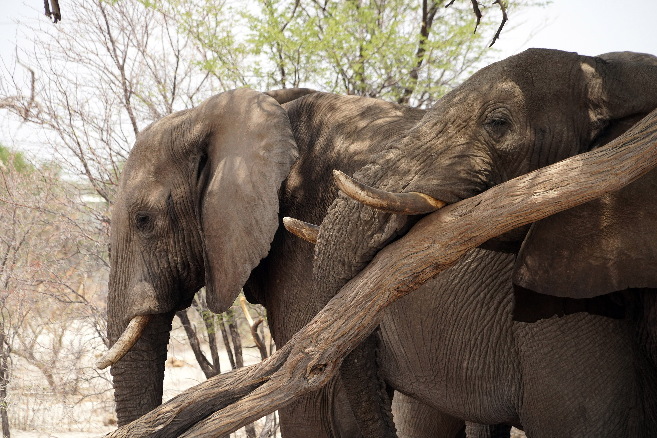 Entre Francistown et Nata - Botswana