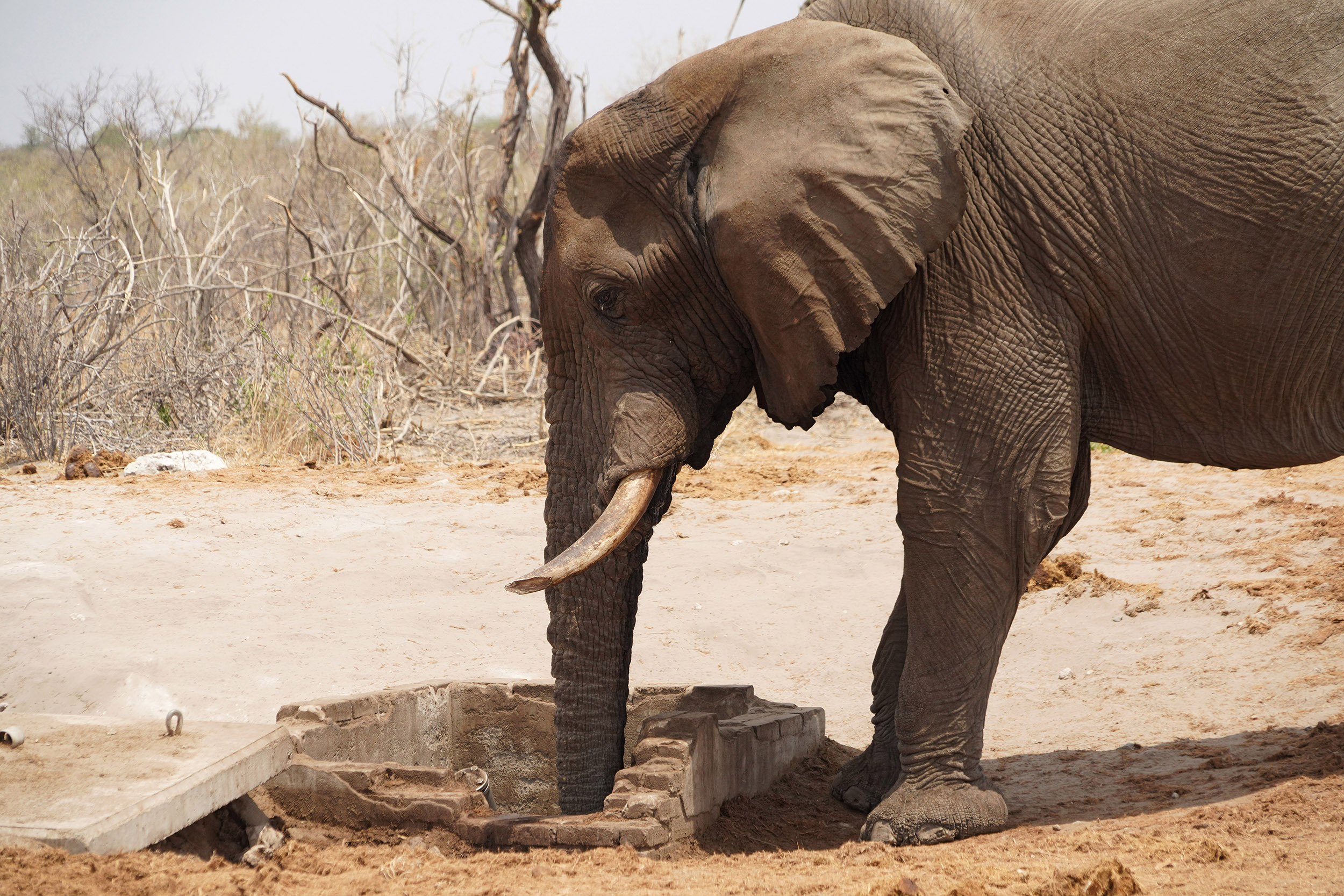 Entre Francistown et Nata - Botswana