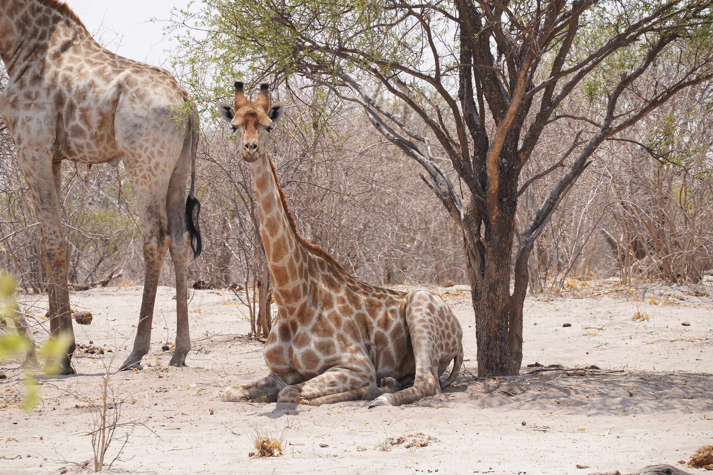 Moremi game reserve - Botswana