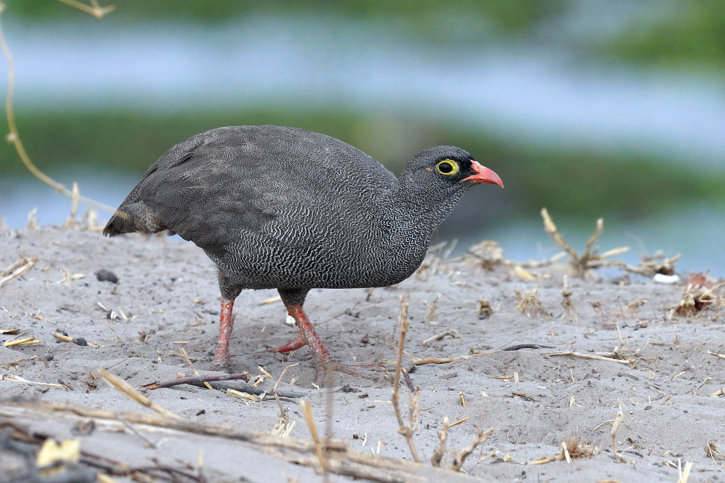 Moremi game reserve - Botswana