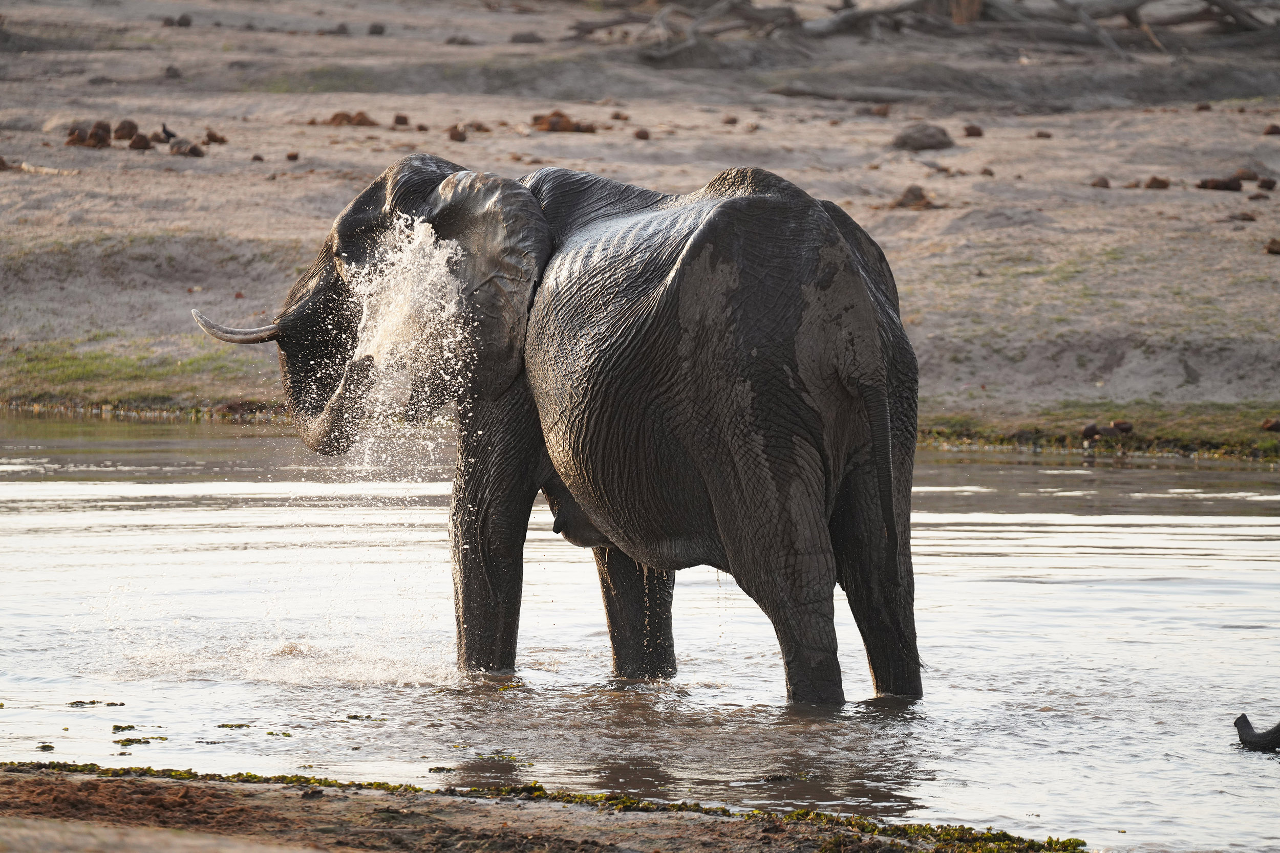 Moremi game reserve - Botswana