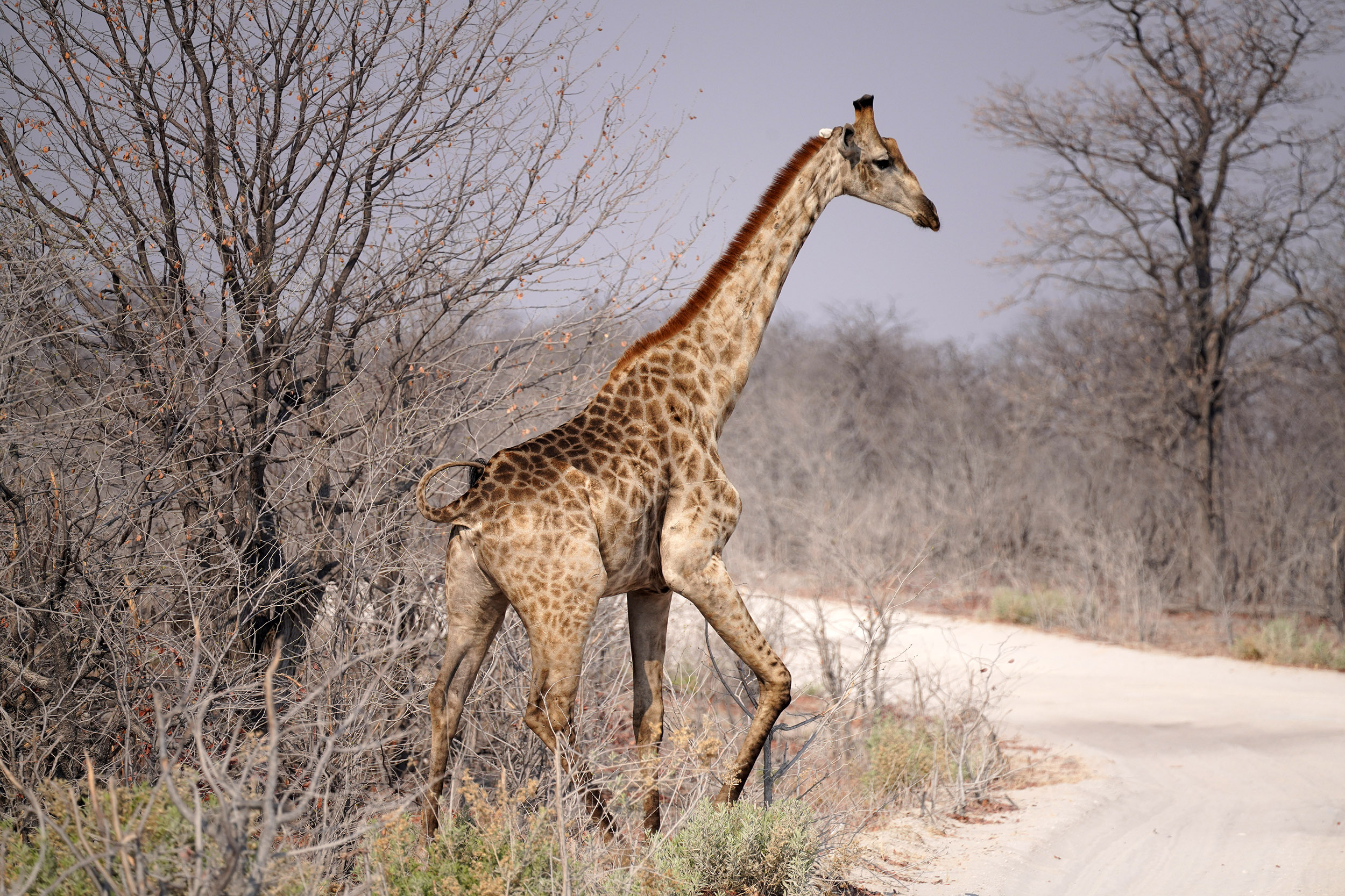 Moremi game reserve - Botswana