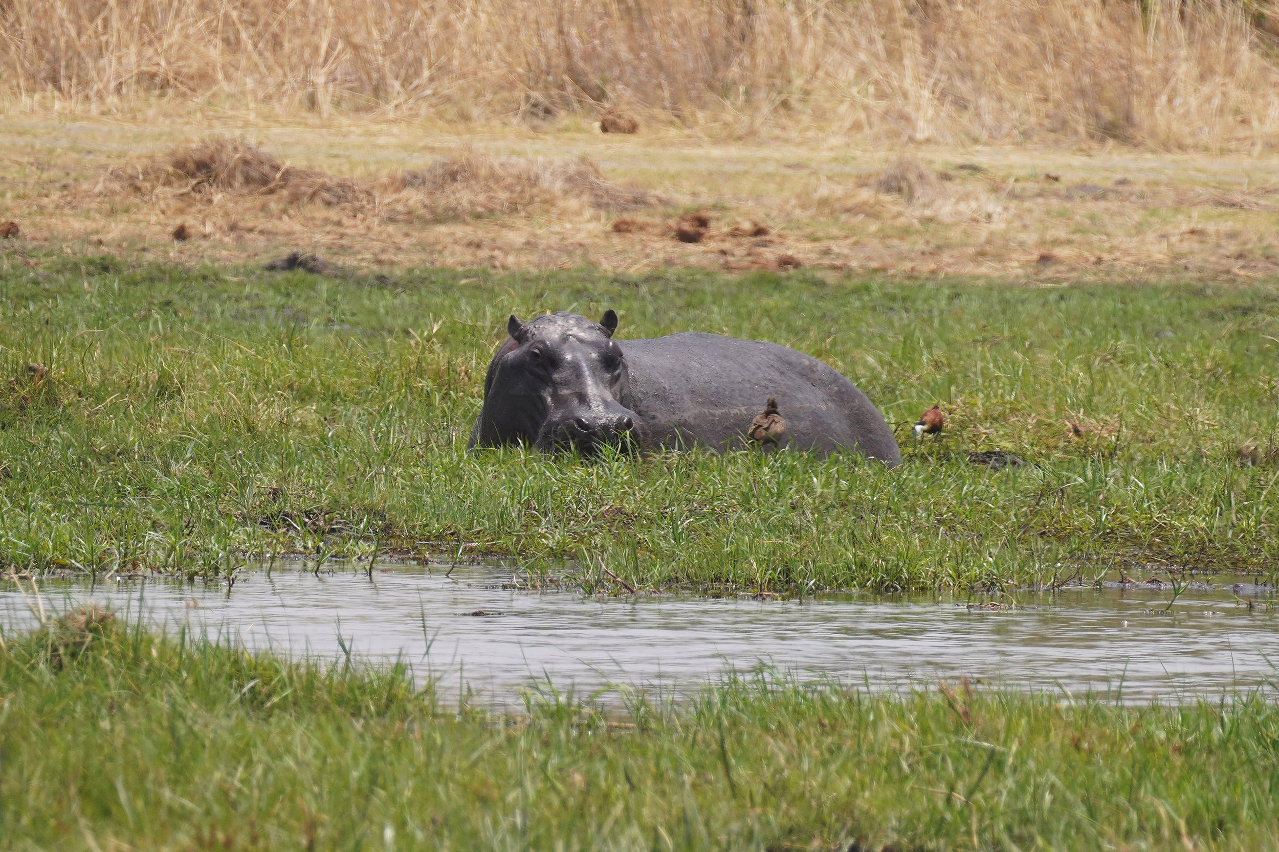 Moremi game reserve - Botswana