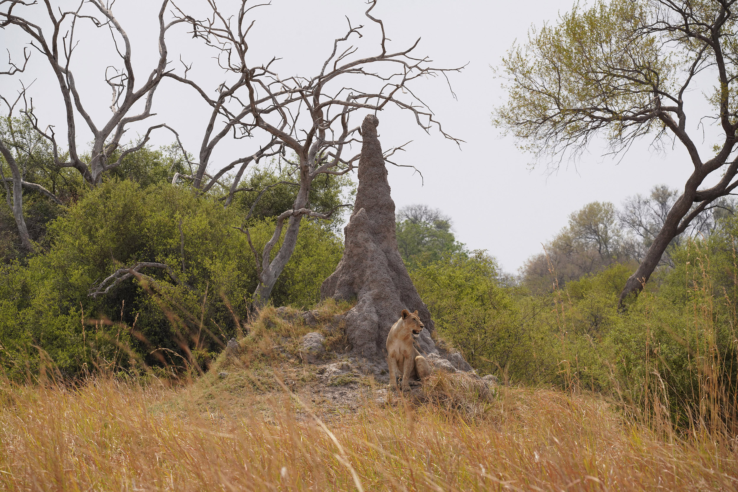 Moremi game reserve - Botswana
