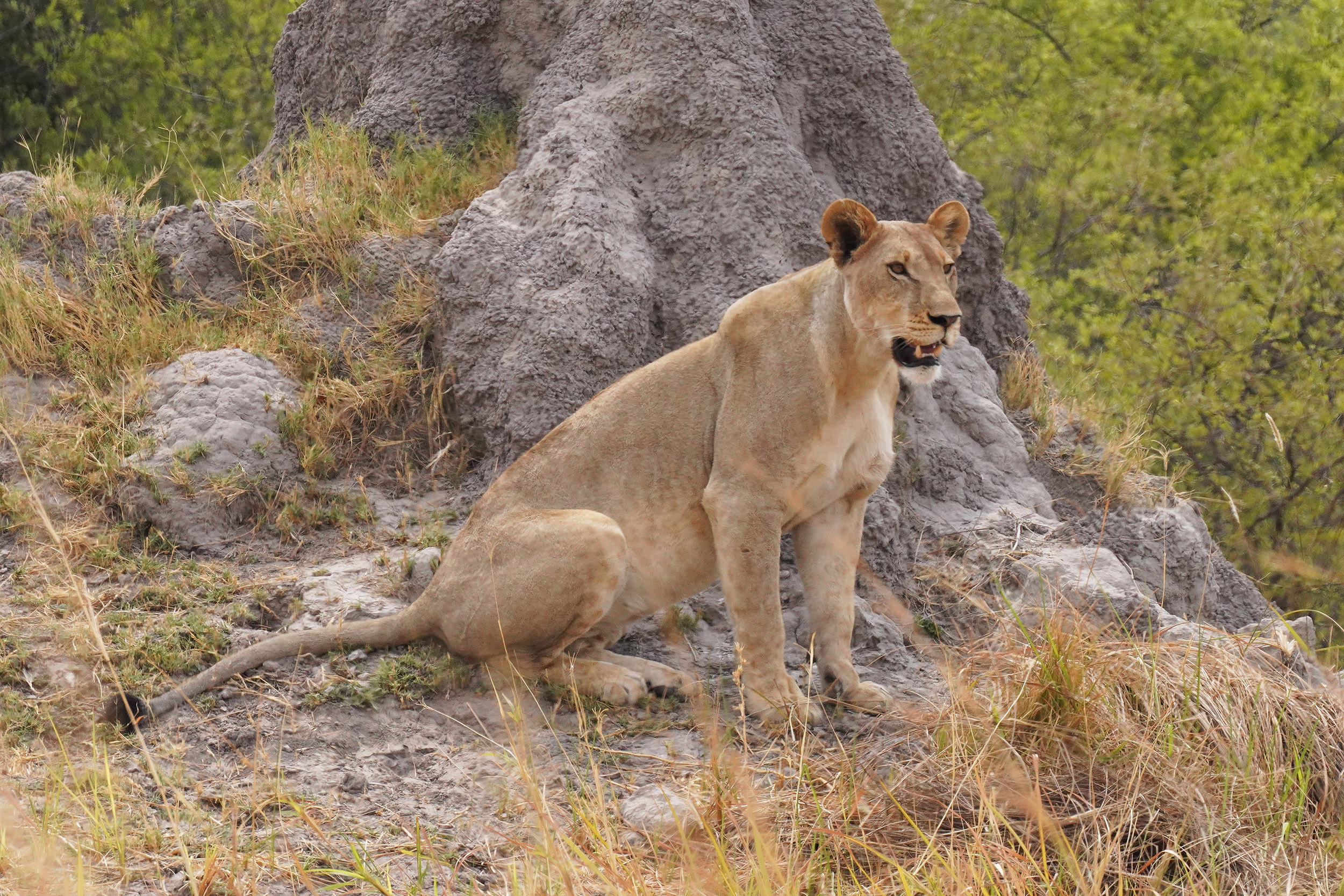 Moremi game reserve - Botswana