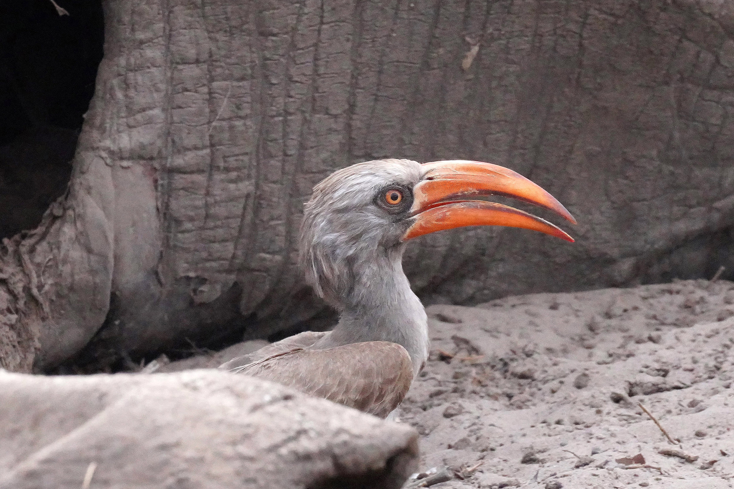 Moremi game reserve - Botswana