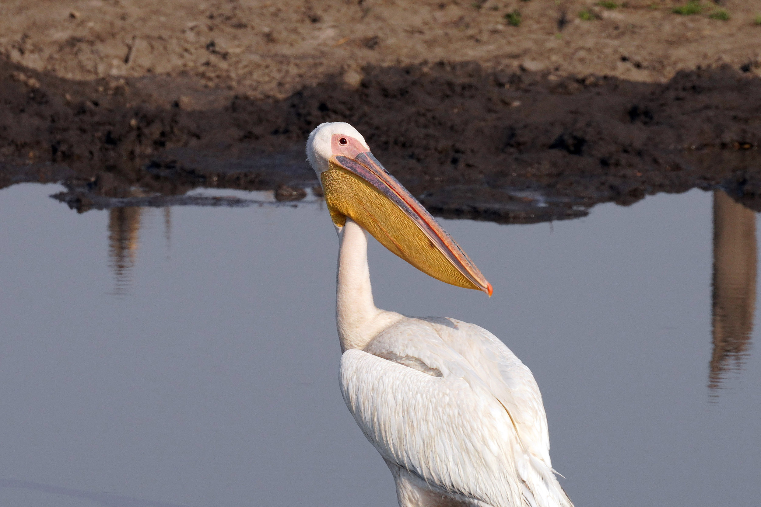 Moremi game reserve - Botswana