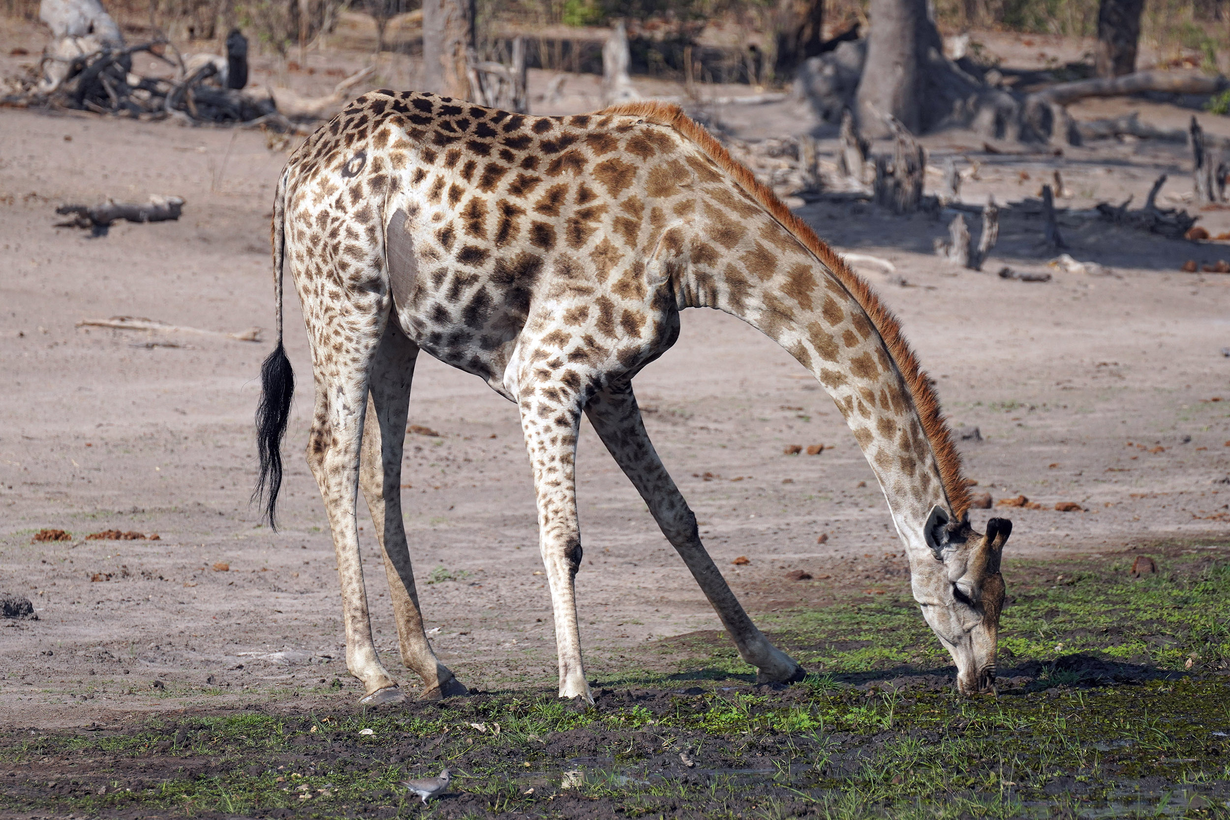 Moremi game reserve - Botswana
