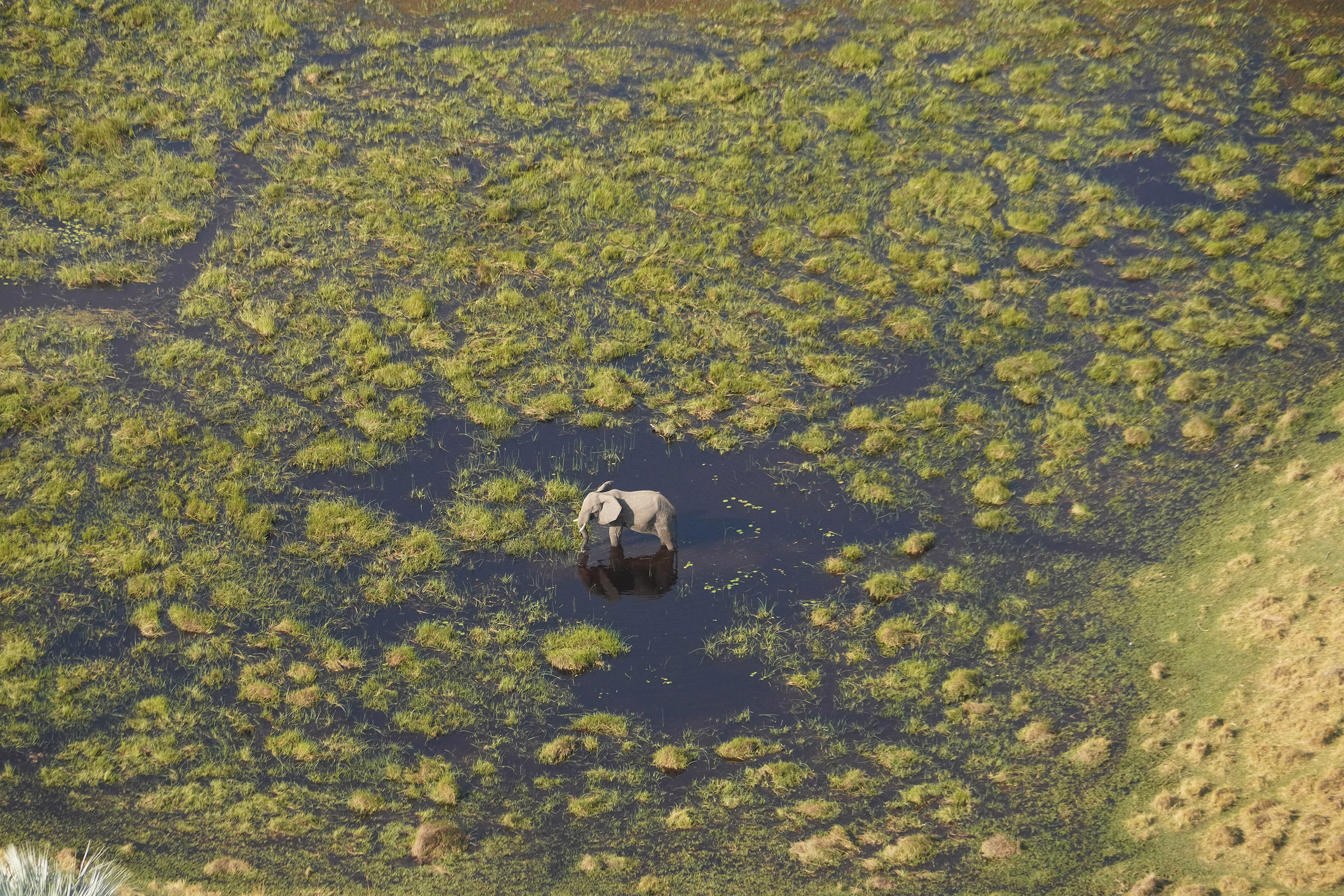 Delta de l'Okavango - Botswana