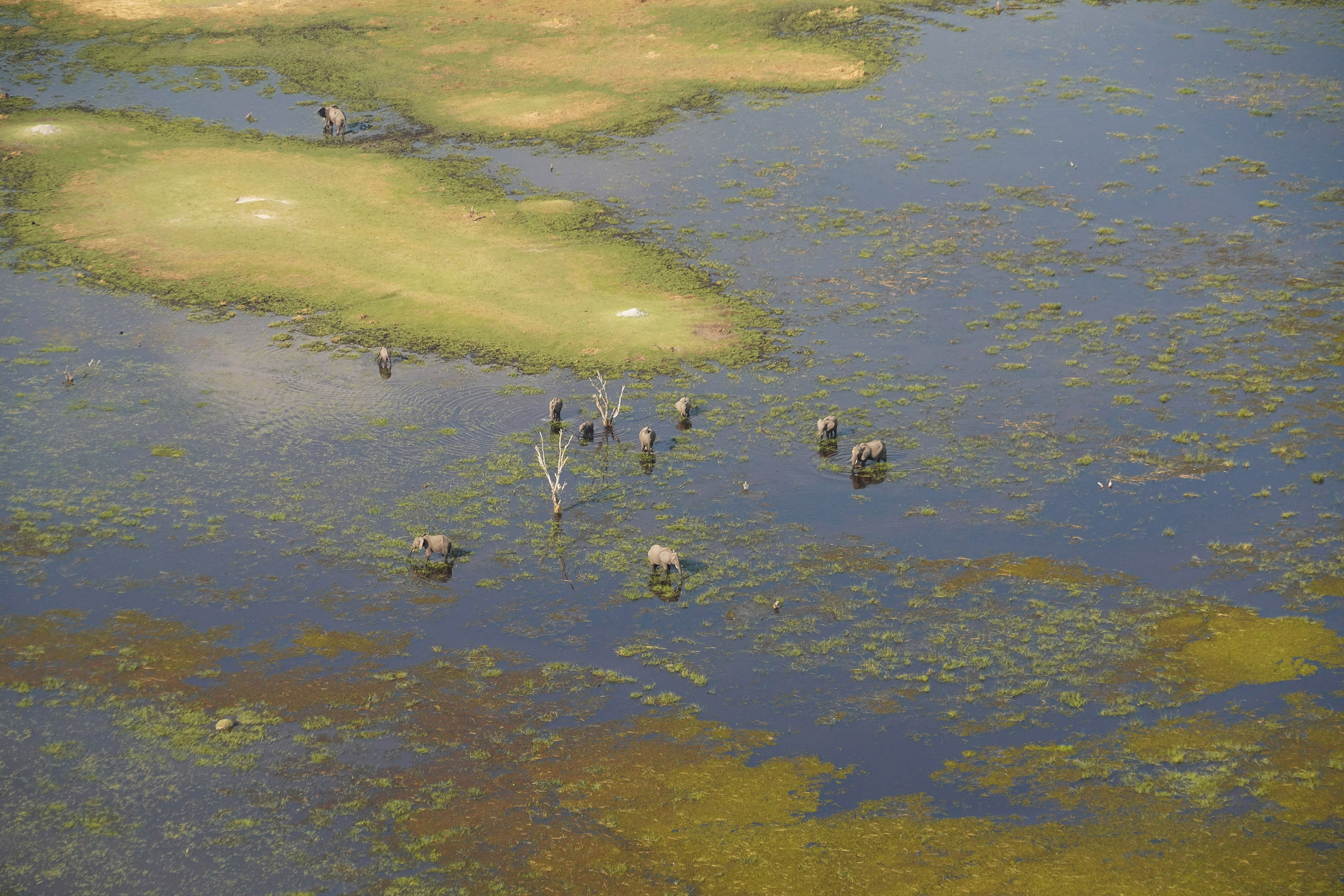 Delta de l'Okavango - Botswana