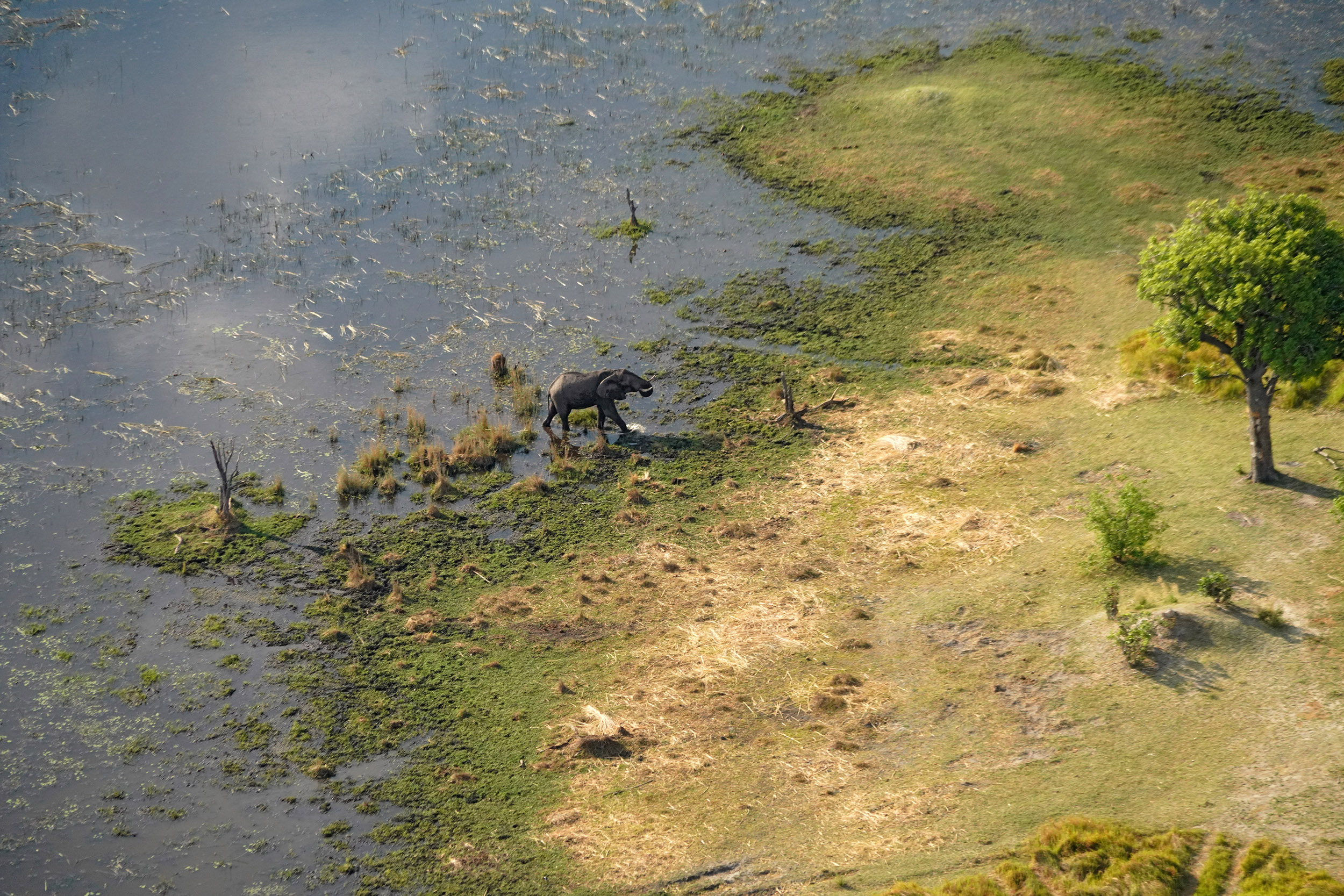 Delta de l'Okavango - Botswana