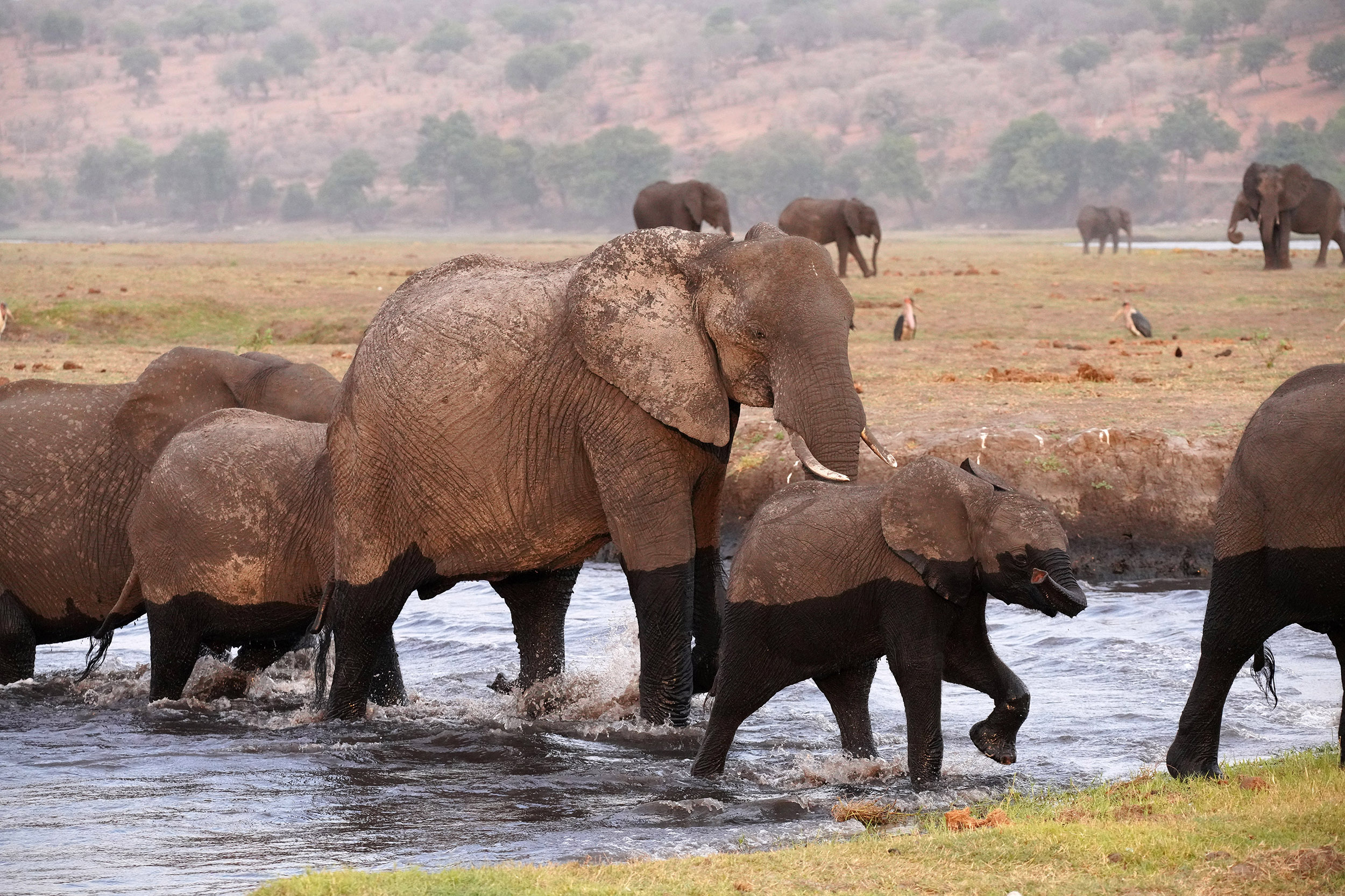 Parc national de Chobe - Botswana