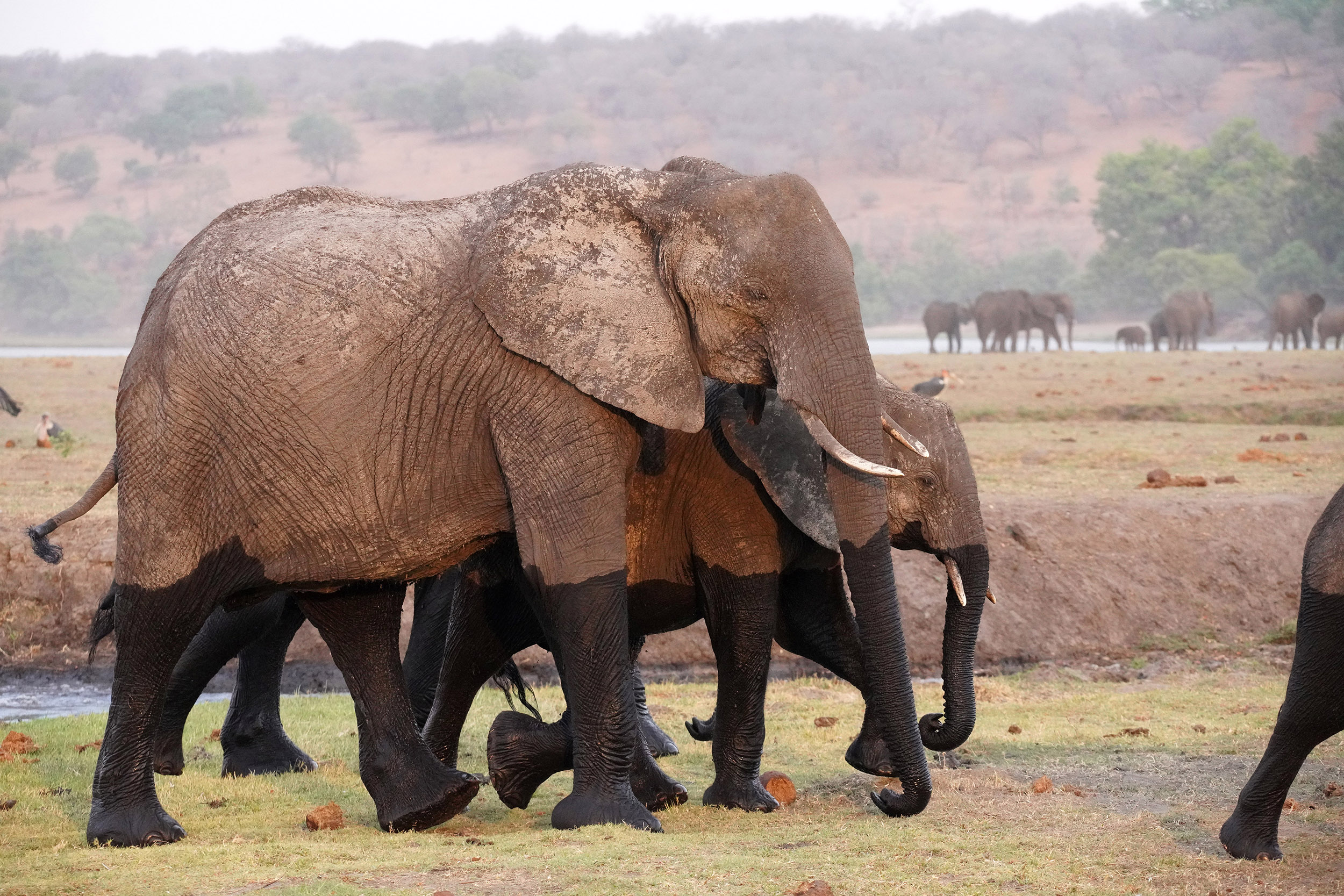 Parc national de Chobe - Botswana