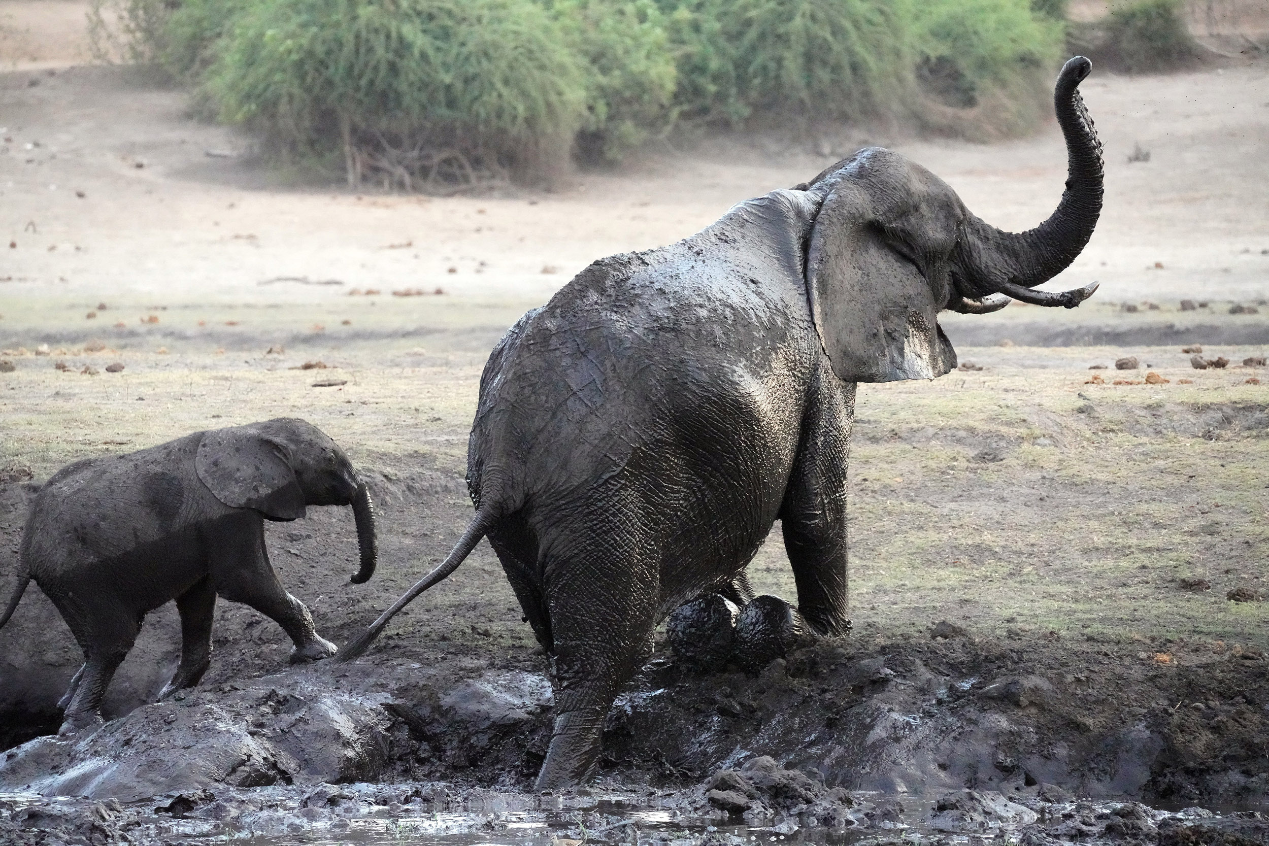 Parc national de Chobe - Botswana