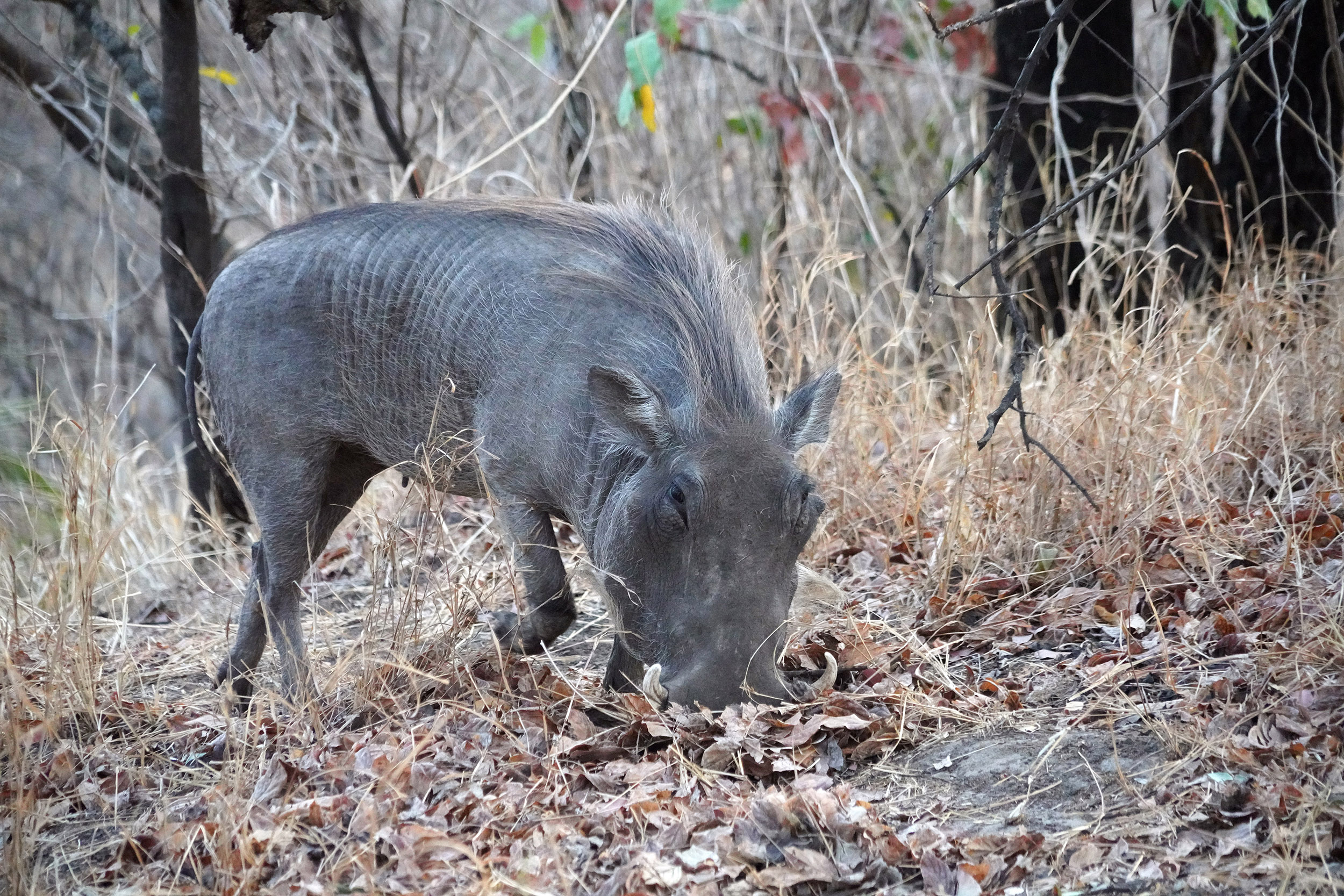 Chutes Victoria - Zimbabwe