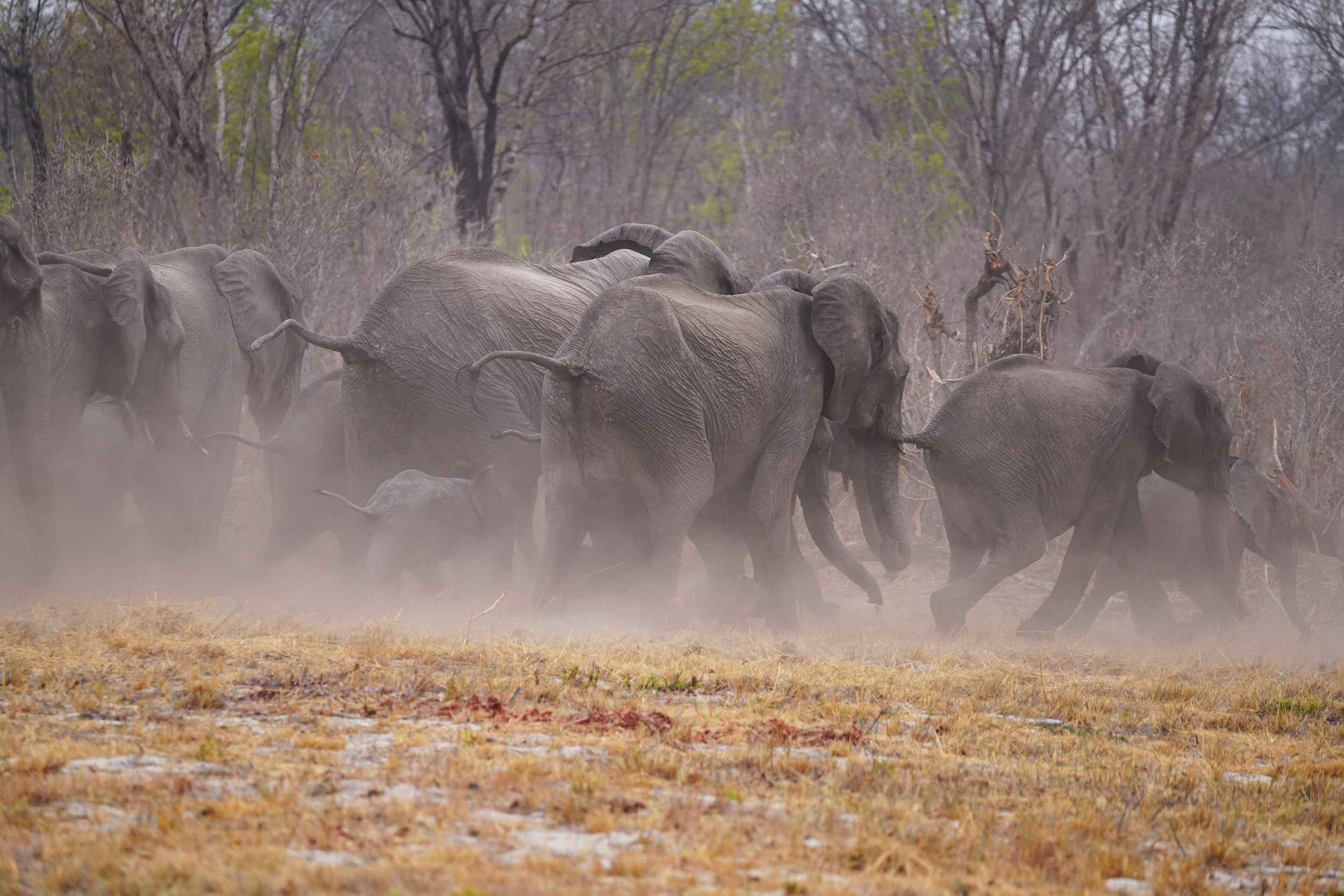 Parc national Hwange - Zimbabwe