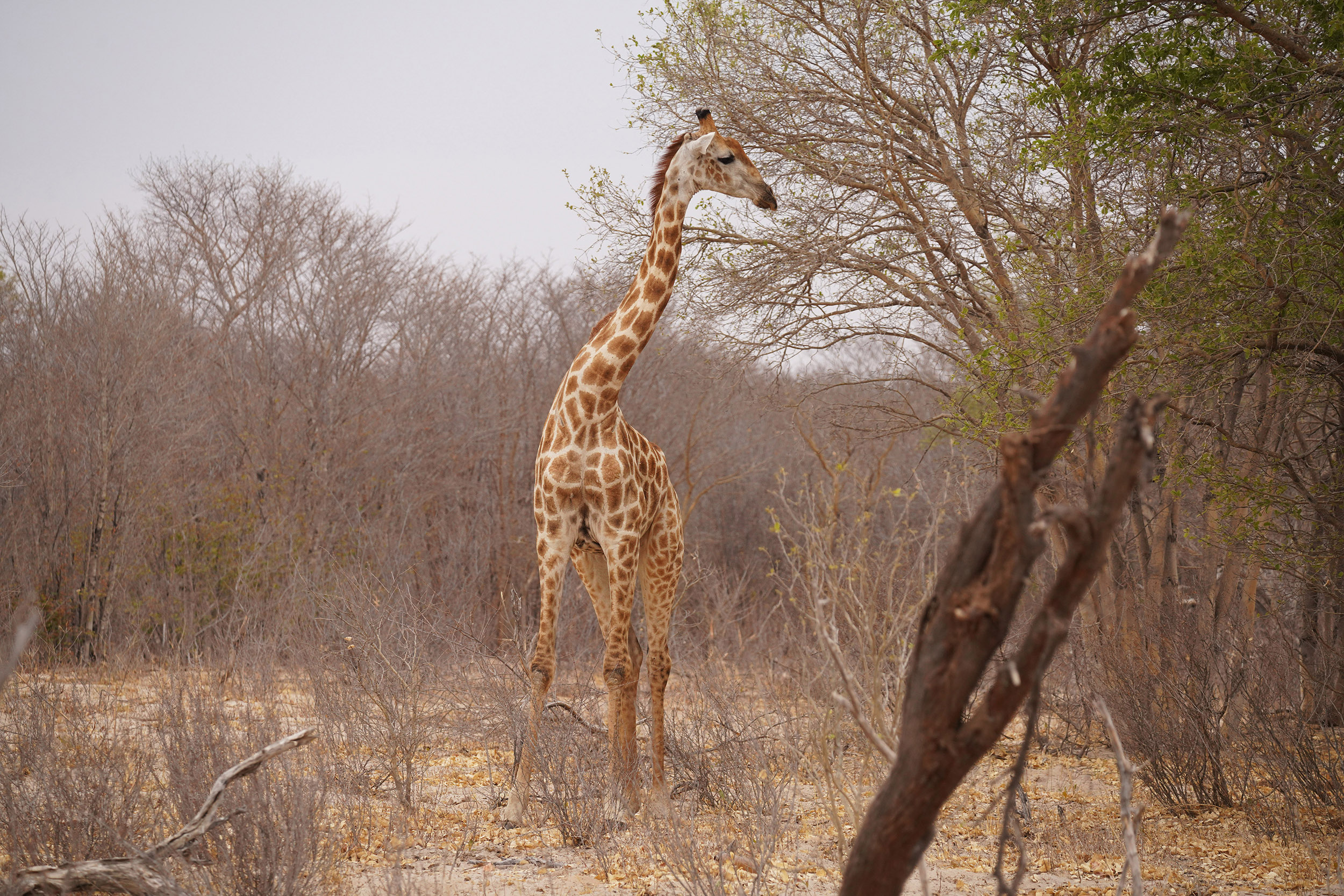 Parc national Hwange - Zimbabwe
