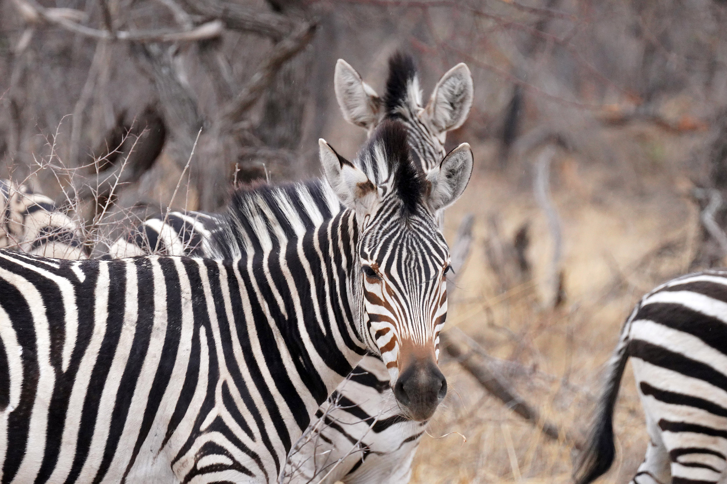 Parc national Hwange - Zimbabwe