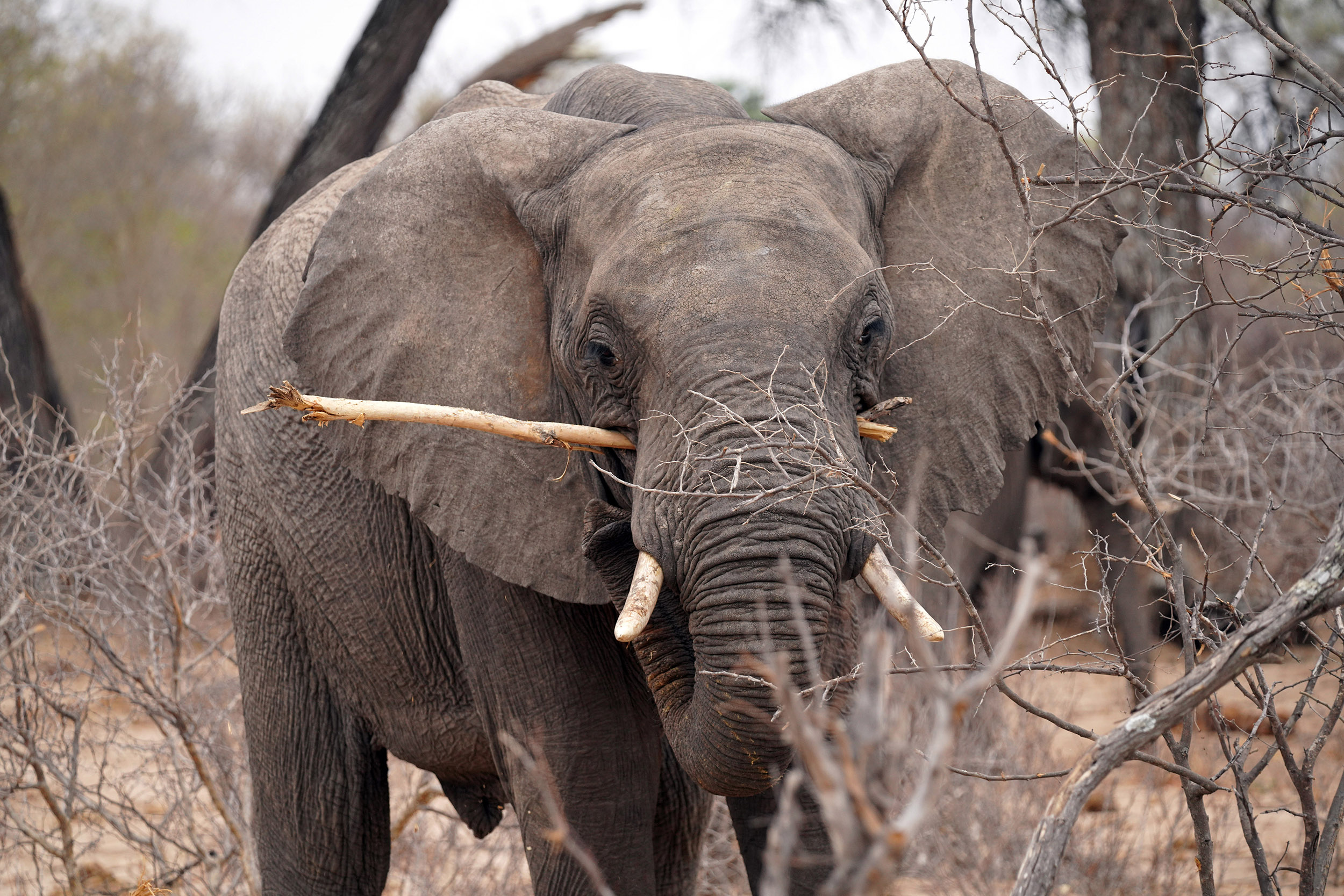 Parc national Hwange - Zimbabwe