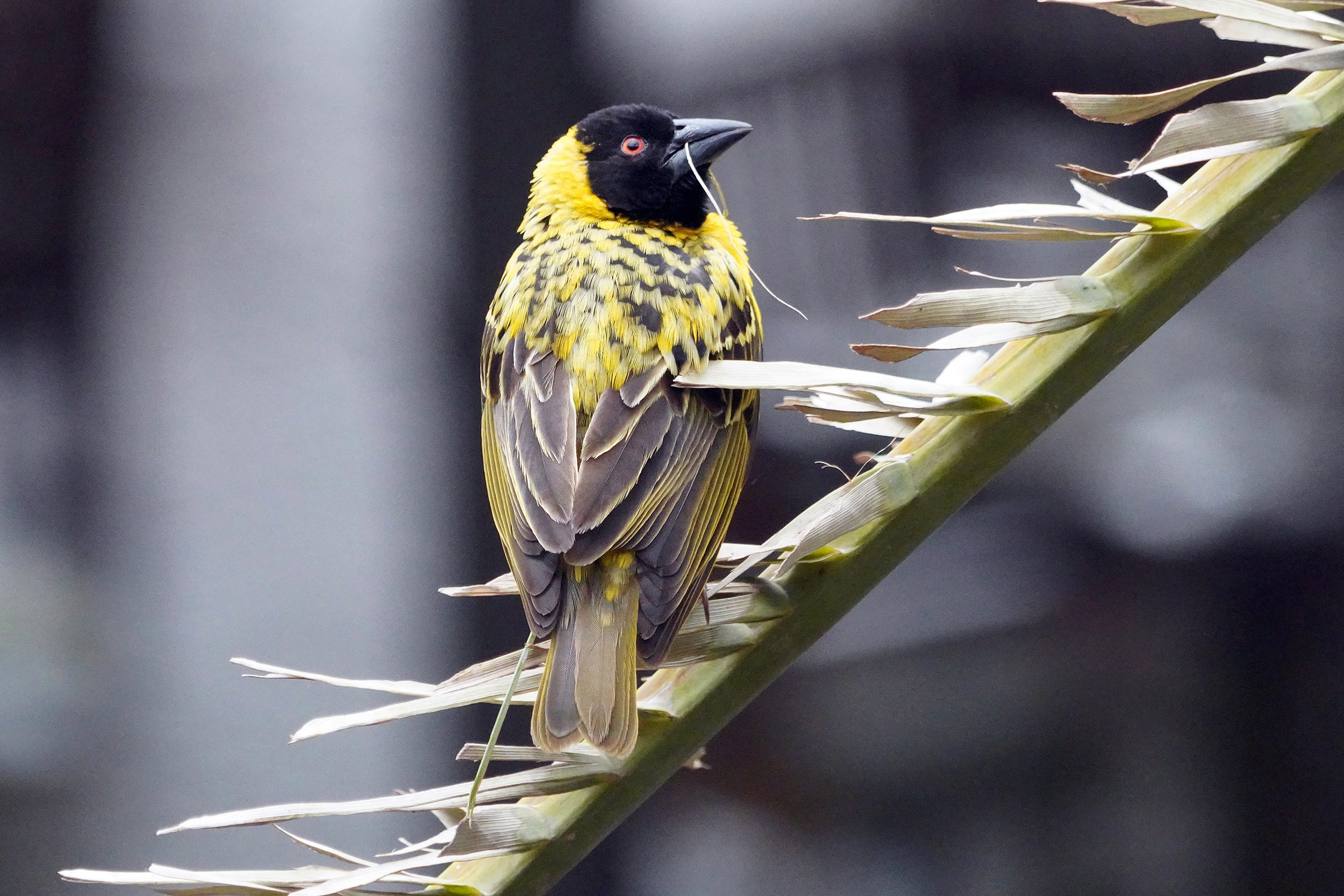 Parc national Hwange - Zimbabwe