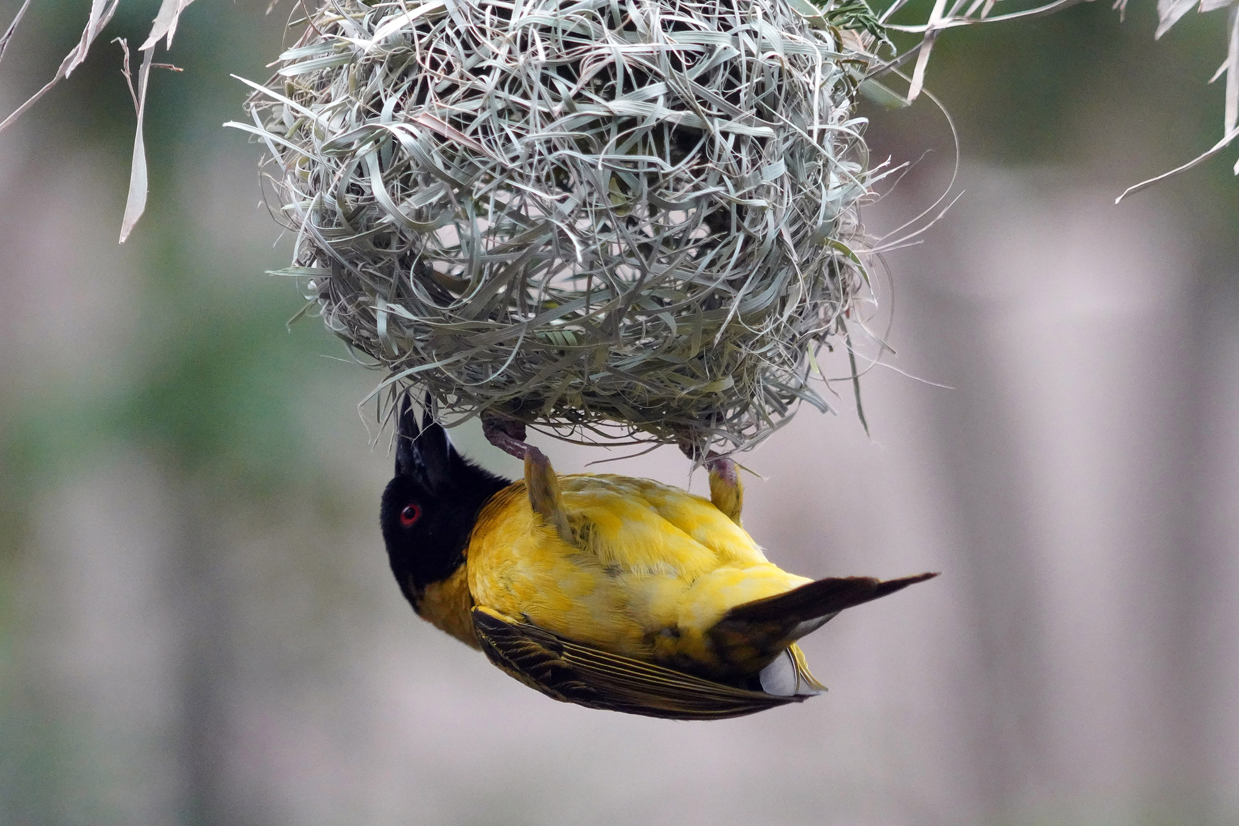 Parc national Hwange - Zimbabwe
