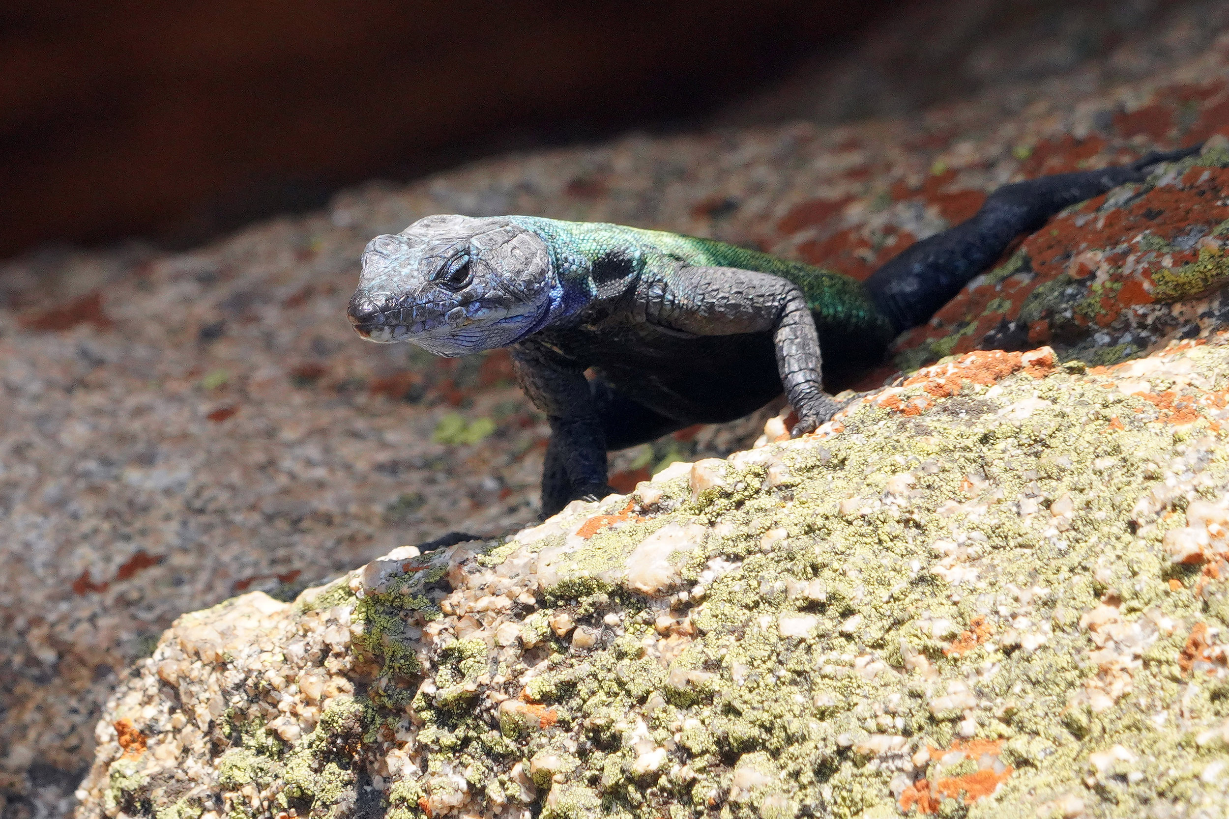 Parc national Matobos - Zimbabwe