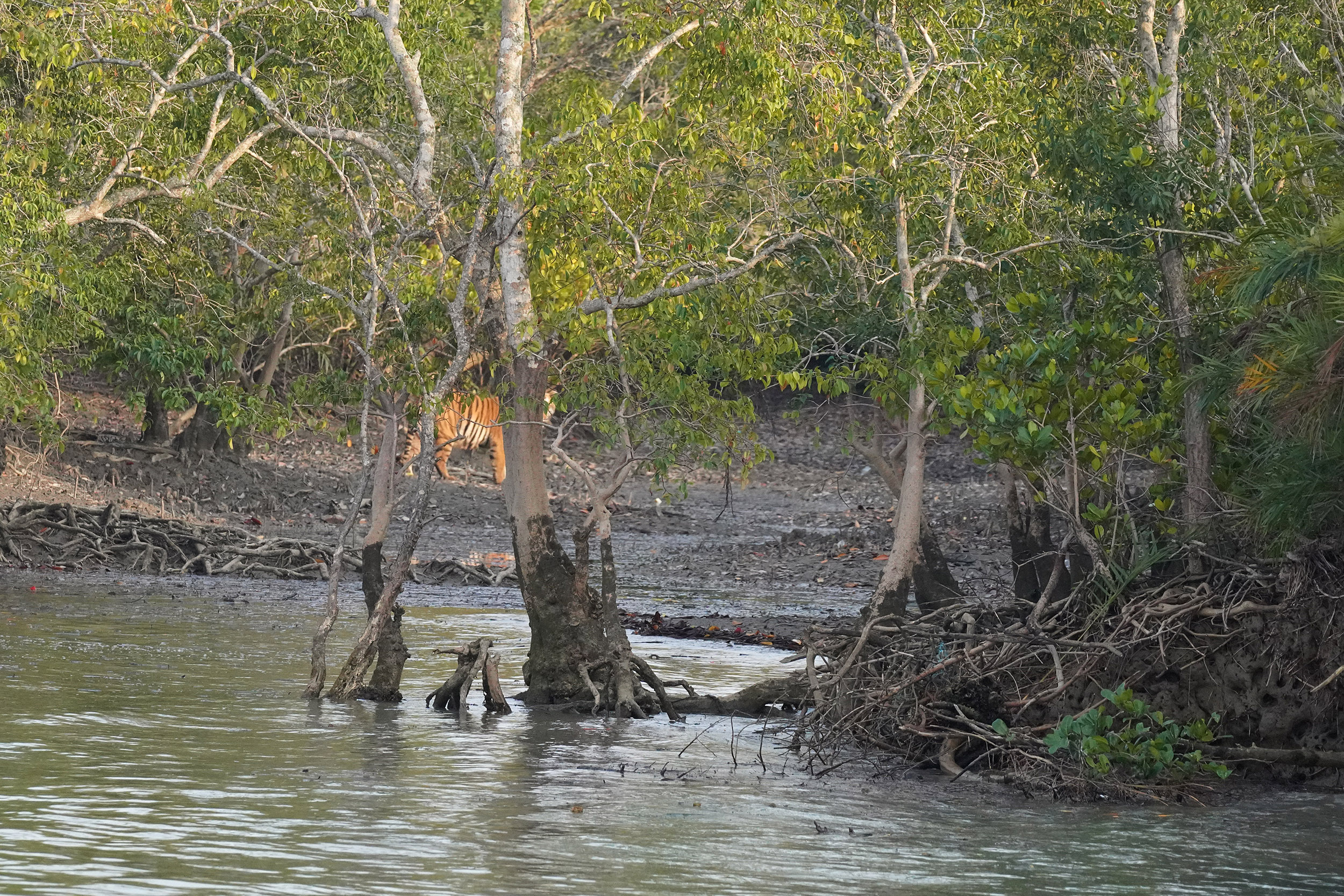 Notre premier tigre !