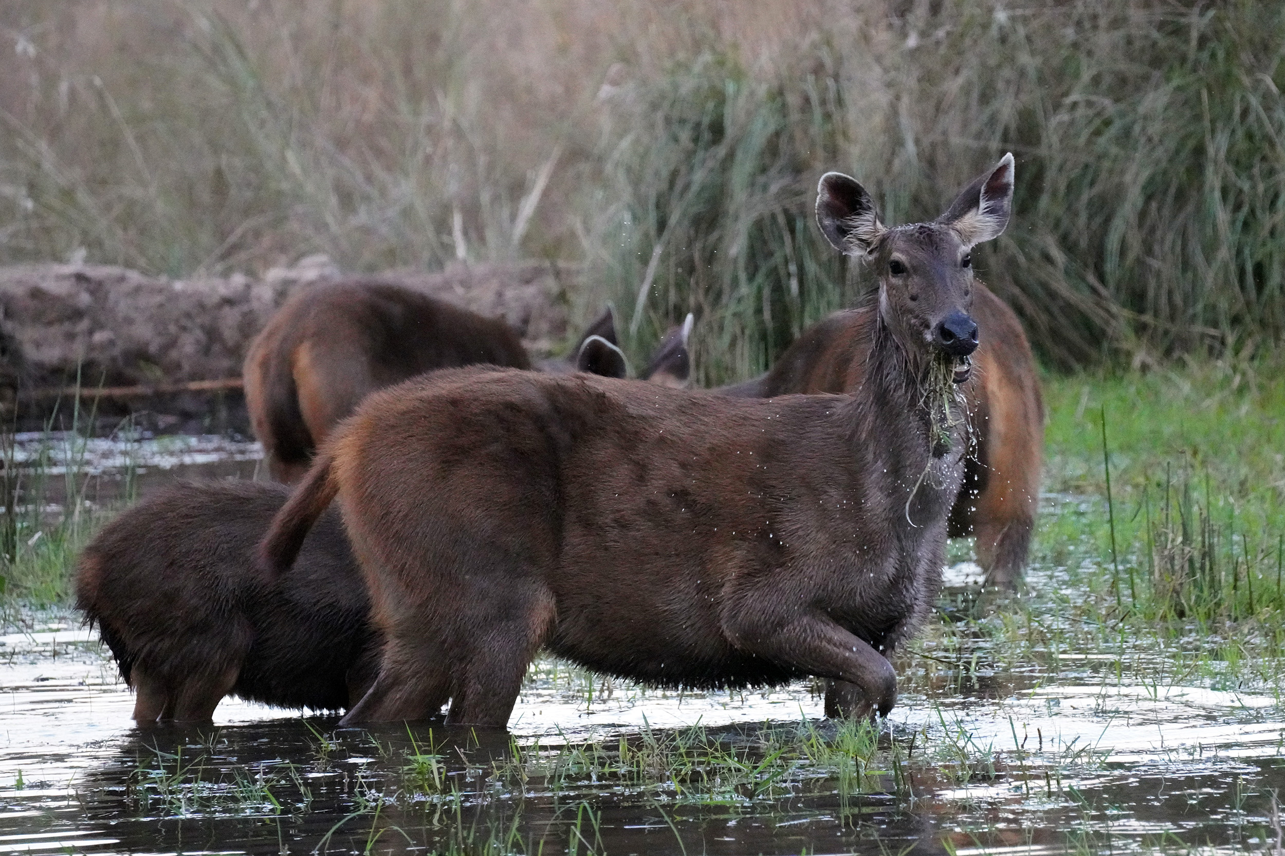 Cerf des marais (Barasingha ou Cervus duvaucelii)