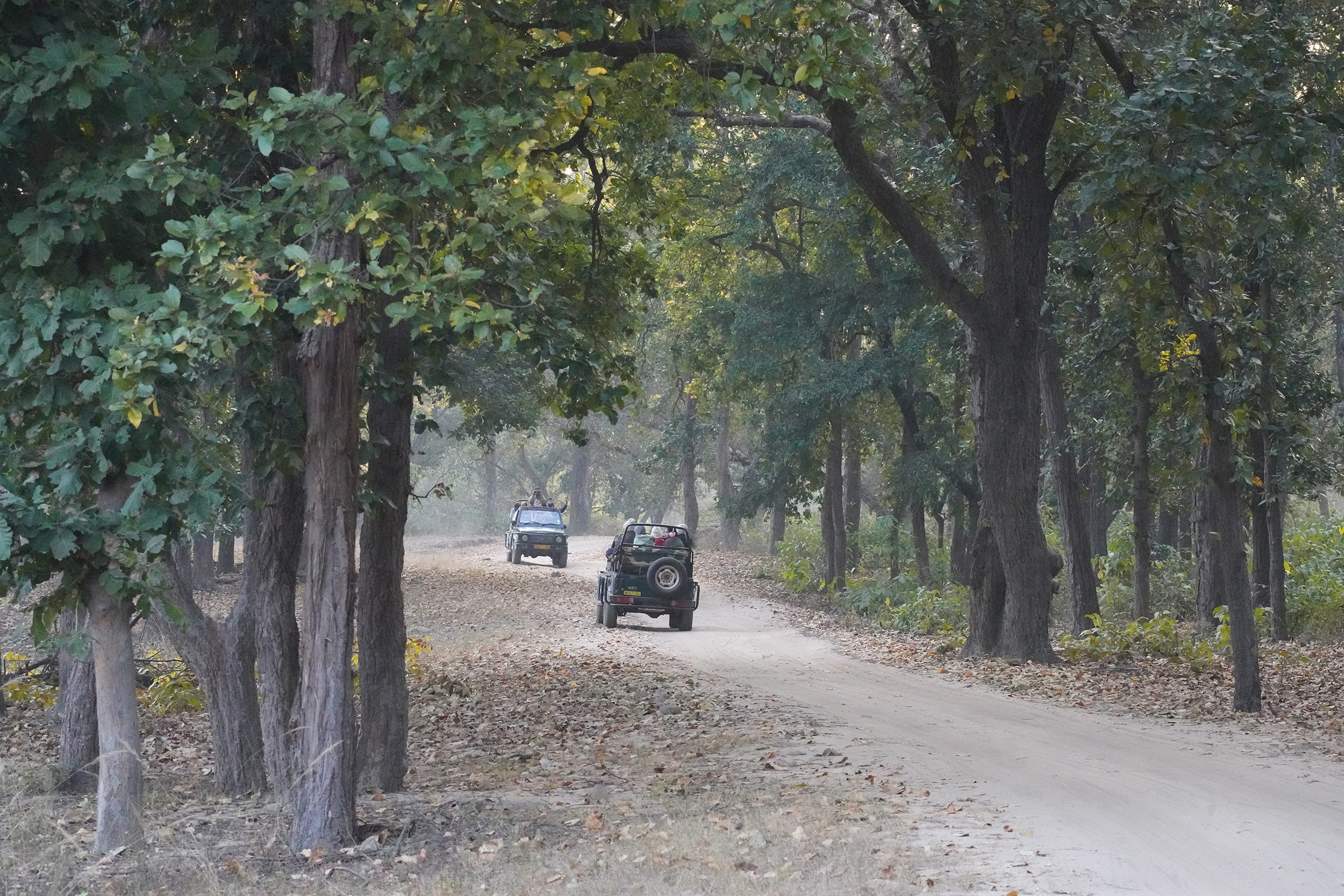 Parc de Bandhavgar - Madhya Pradesh