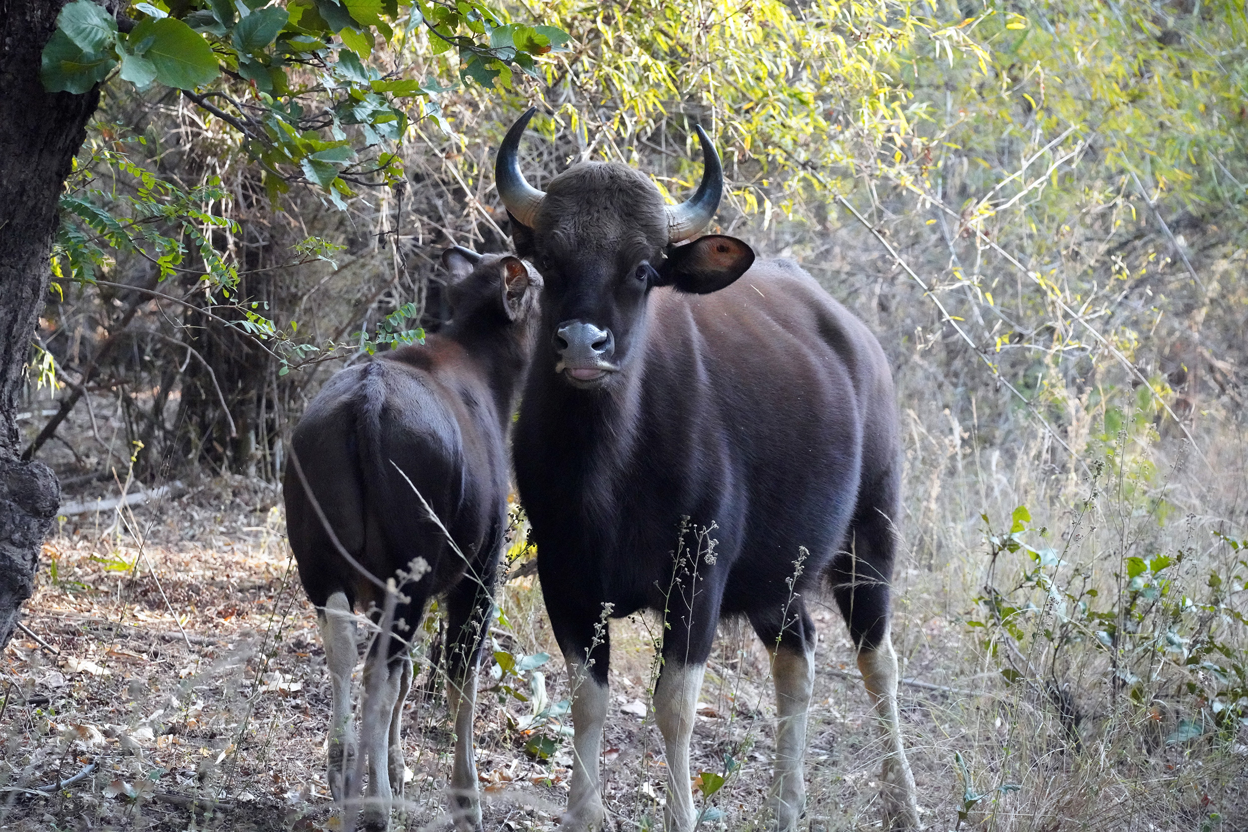 Le Gaur, plus gros des bovidés sauvages