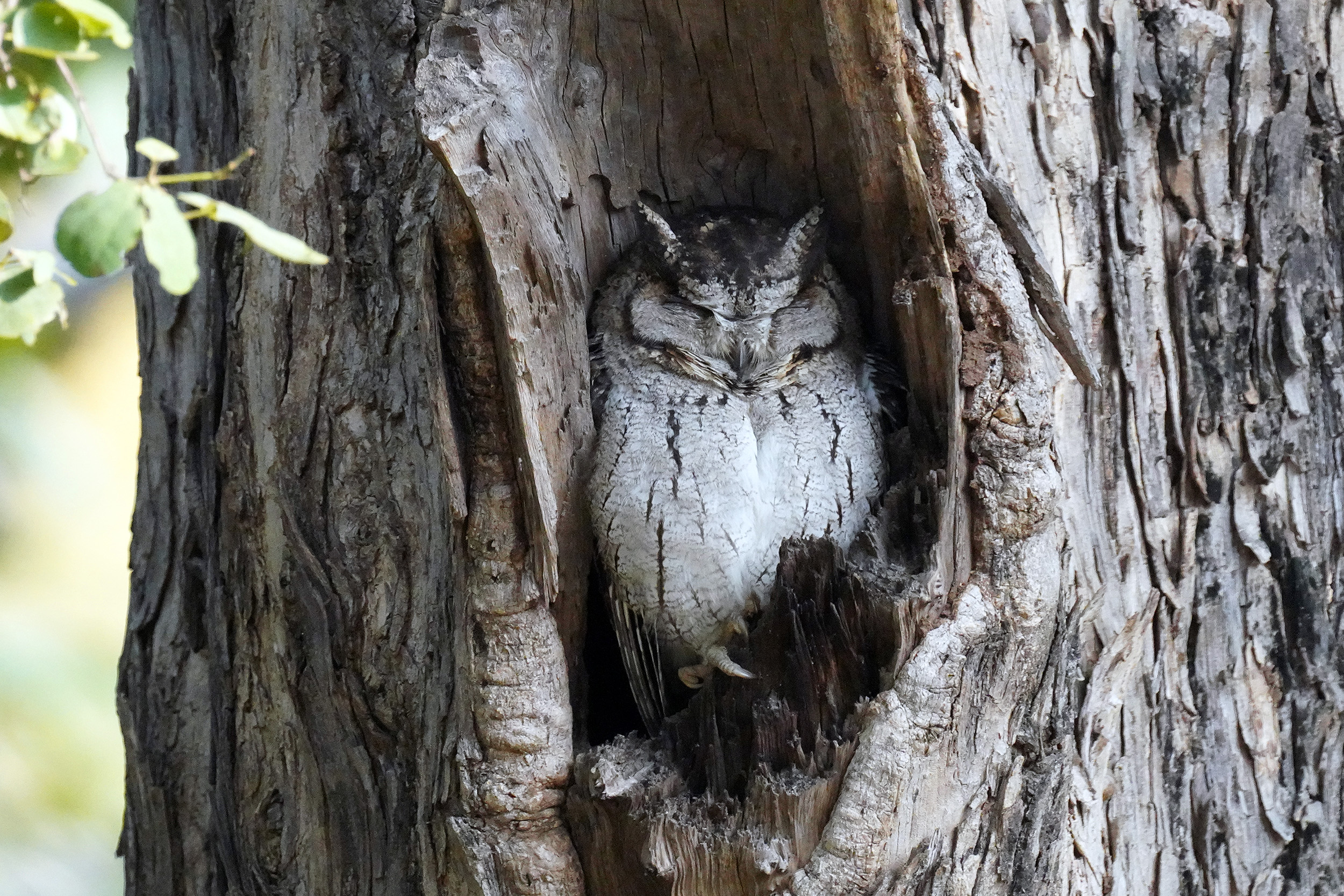 Chouette (Bengalensis Eagle Owl )