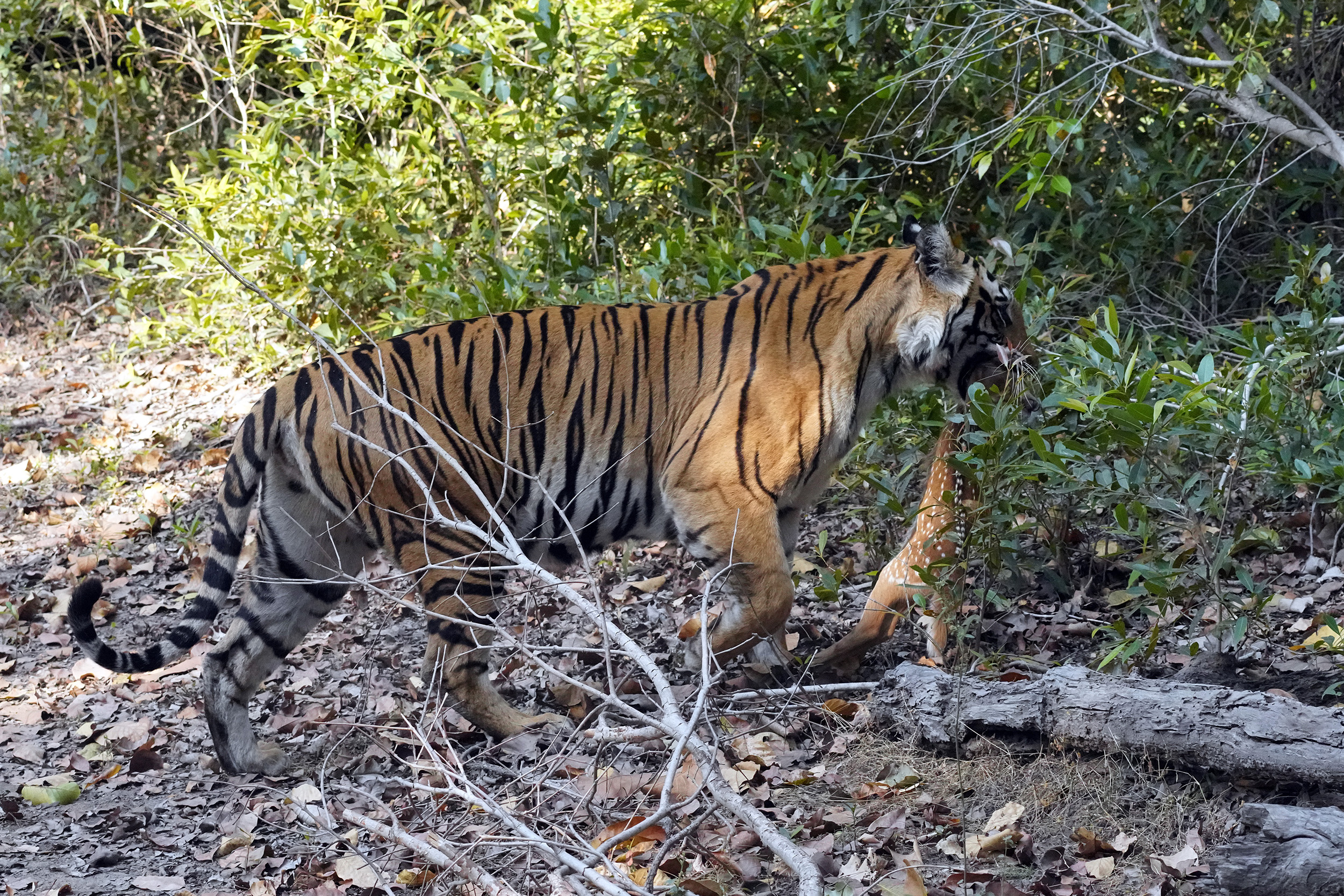 Tigre du Bengale