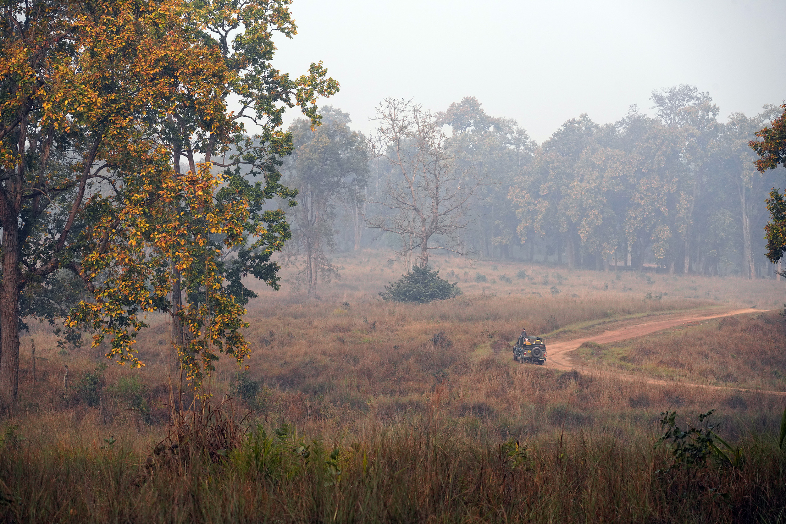 Parc de Bandhavgar - Madhya Pradesh