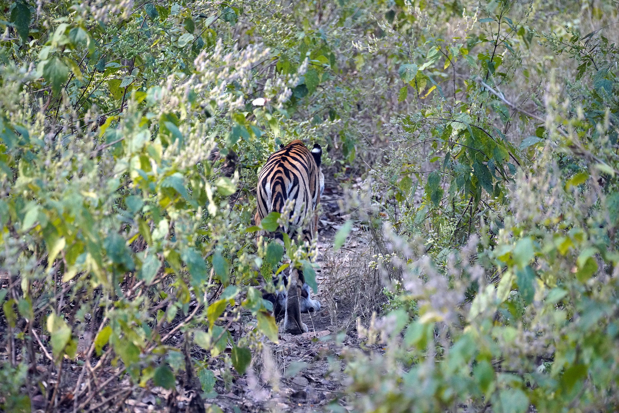Tigre du Bengale