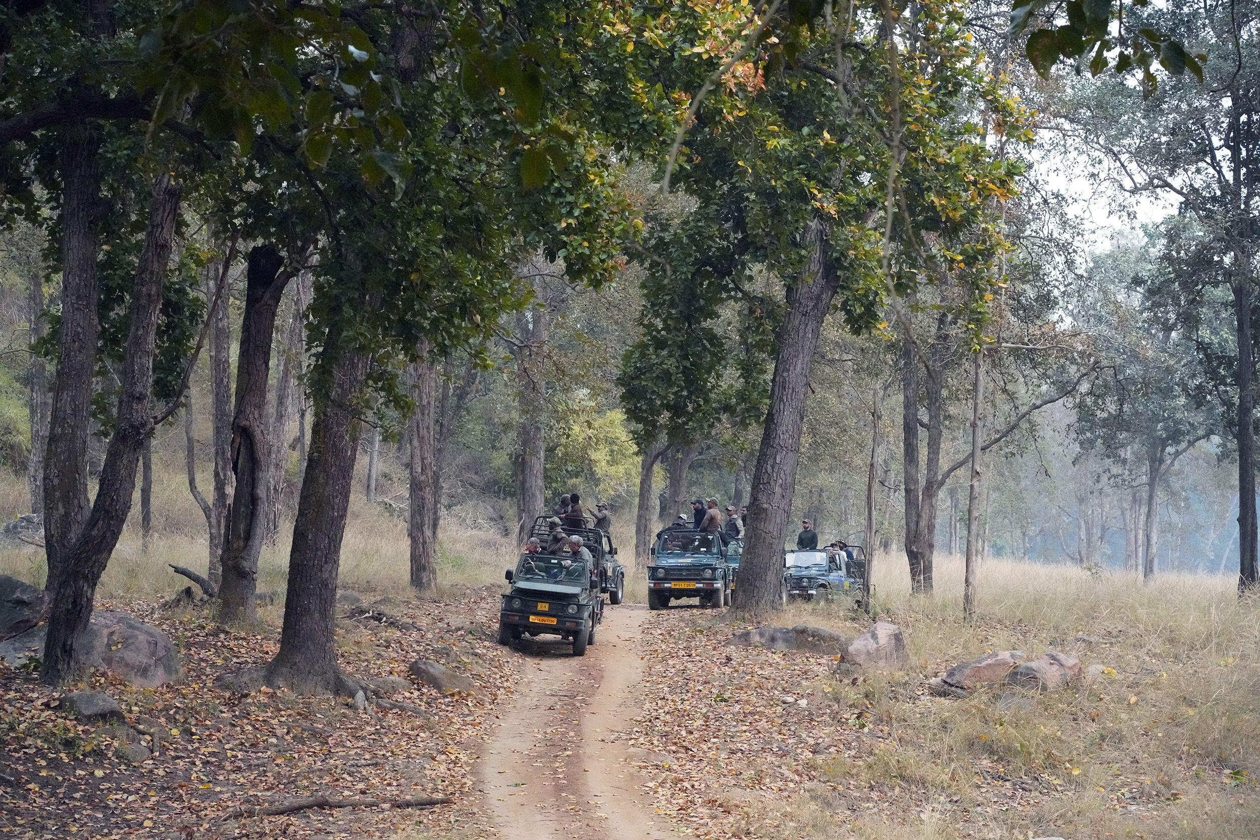 Parc de Kanha - Madhya Pradesh