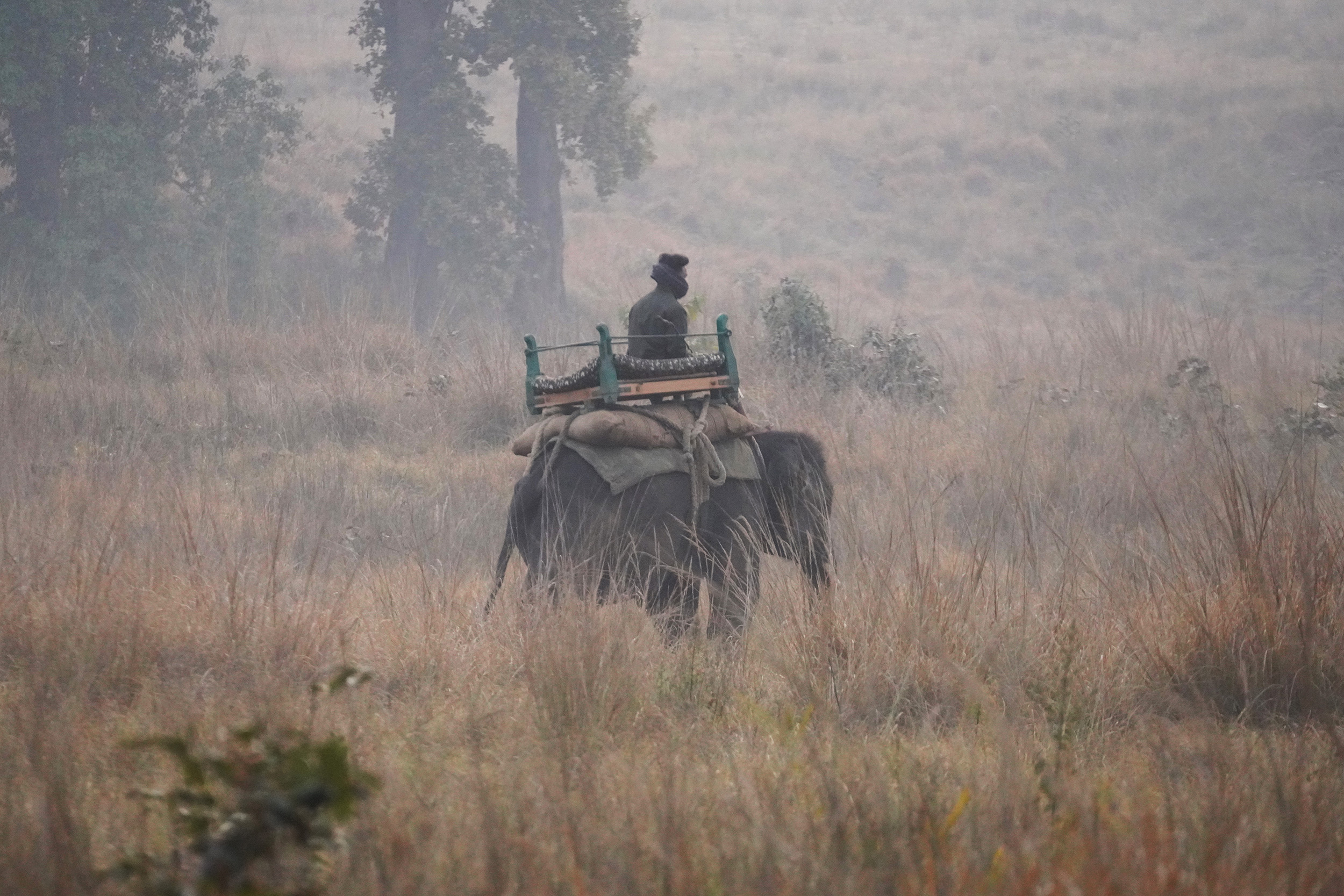 Parc de Kanha - Madhya Pradesh