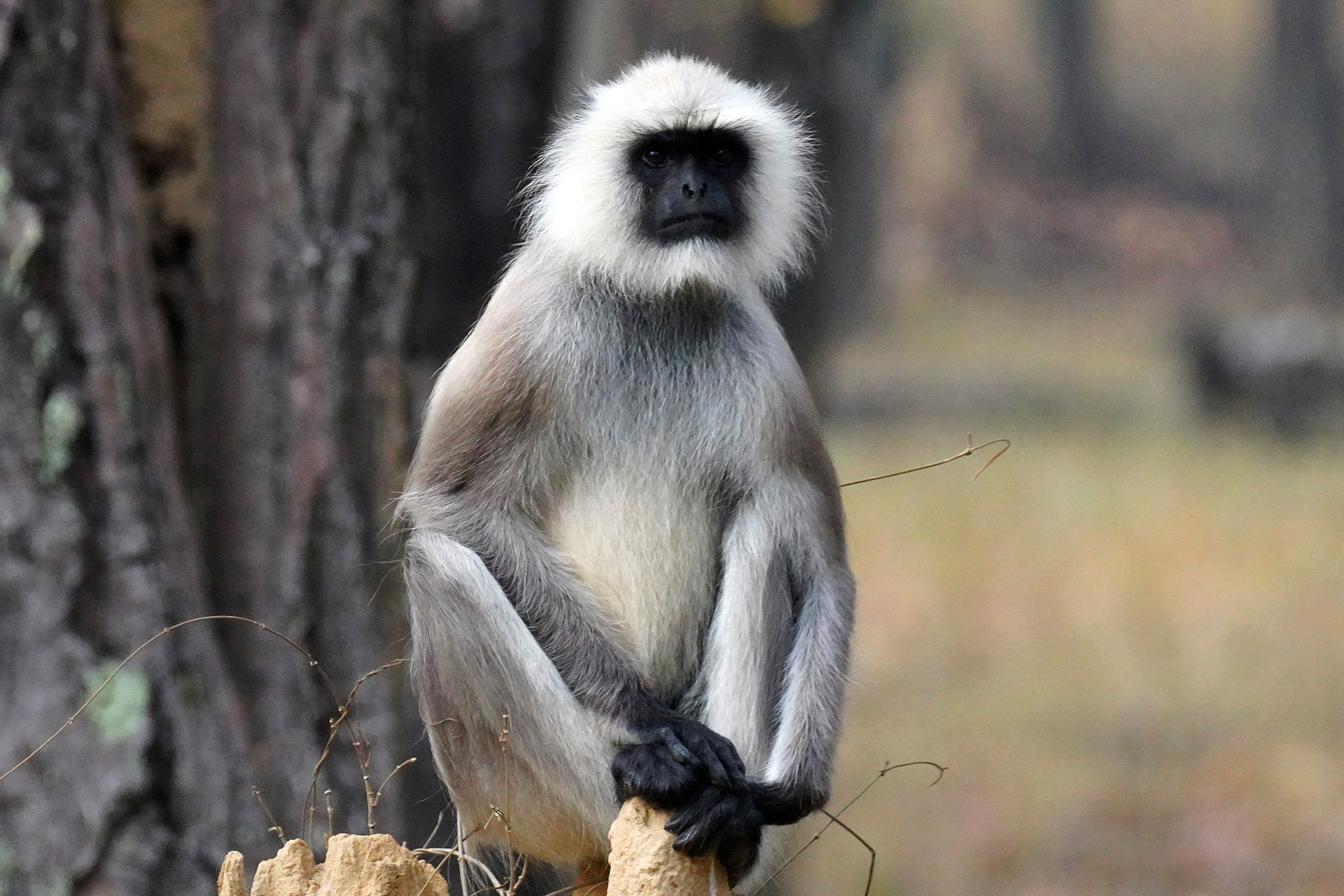 Singe Langur
