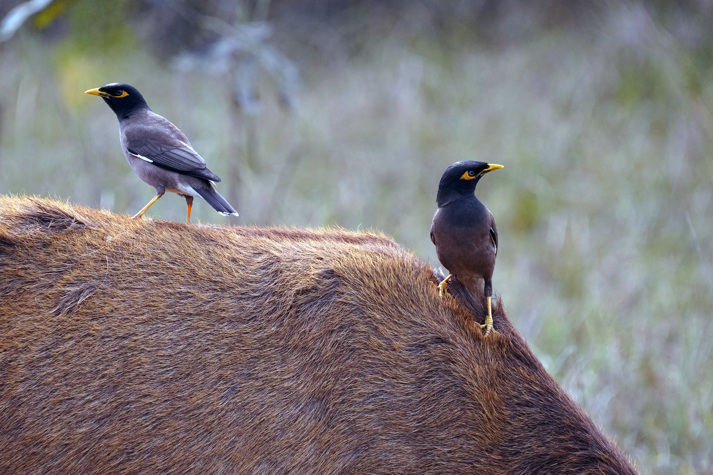 Parc de Kanha - Madhya Pradesh