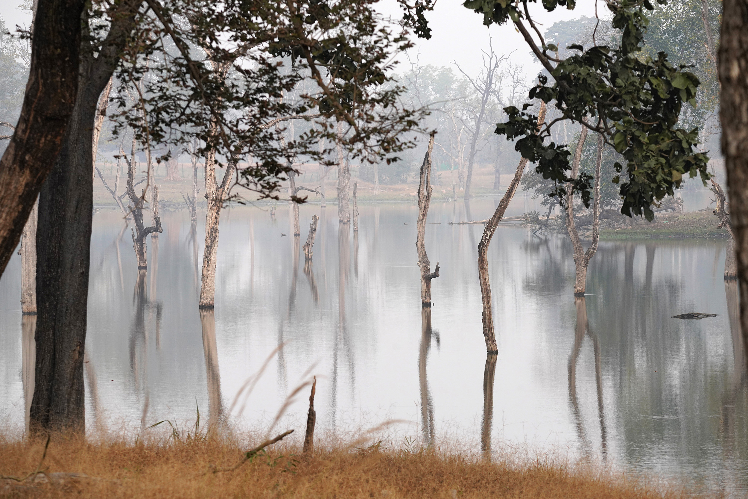 Parc de Pench - Madhya Pradesh