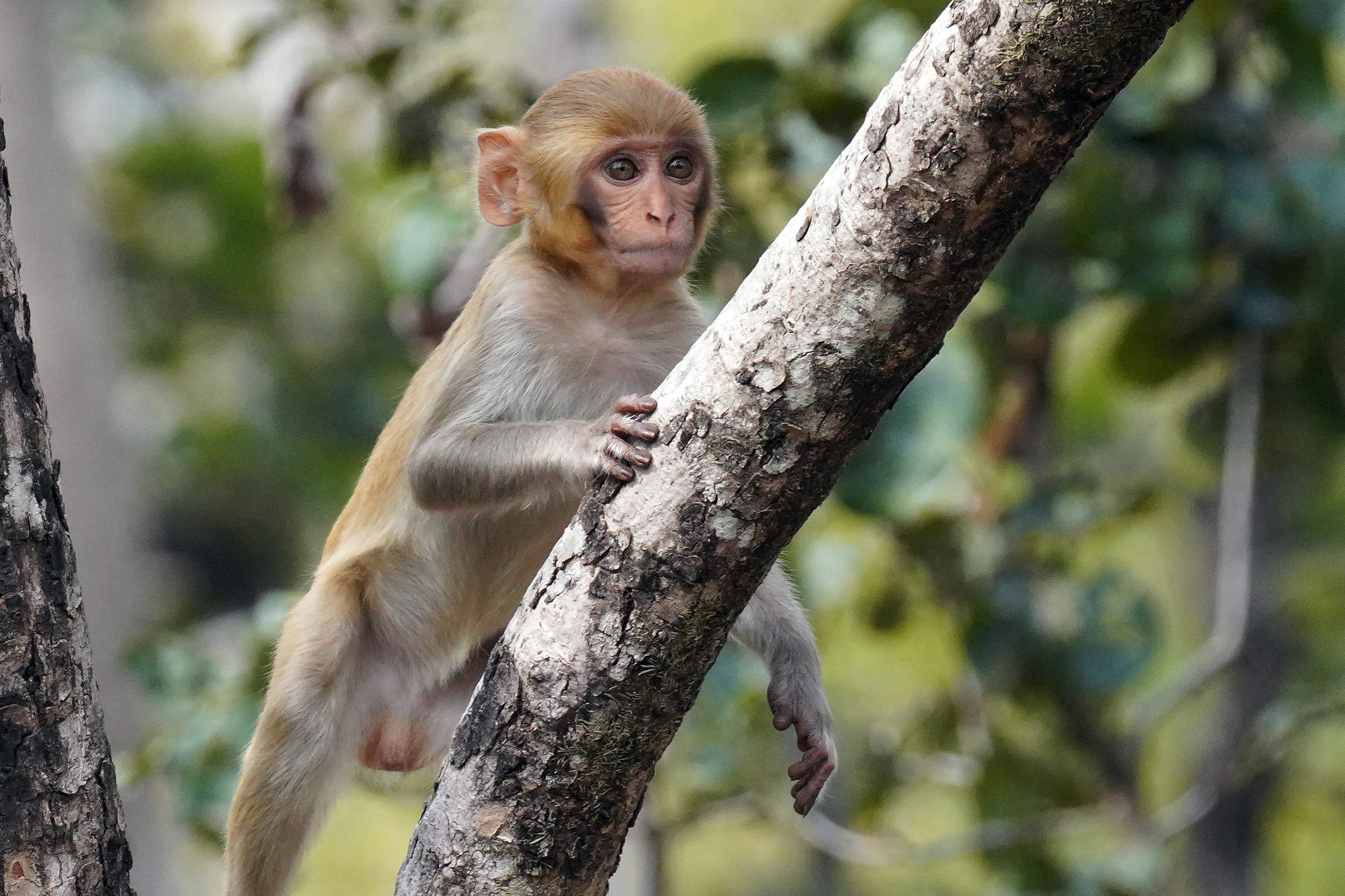 Singe Macaque