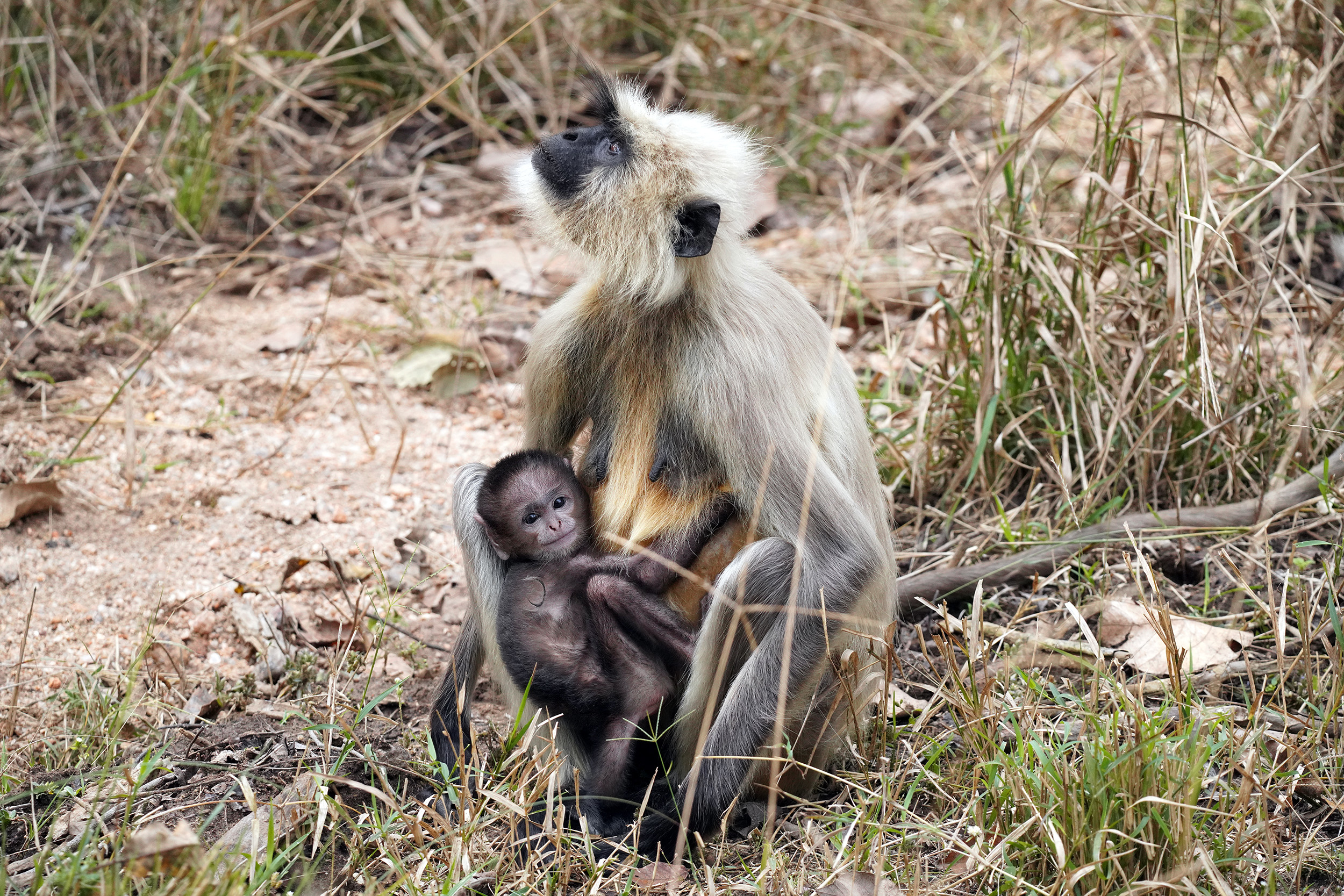 Singe Langur