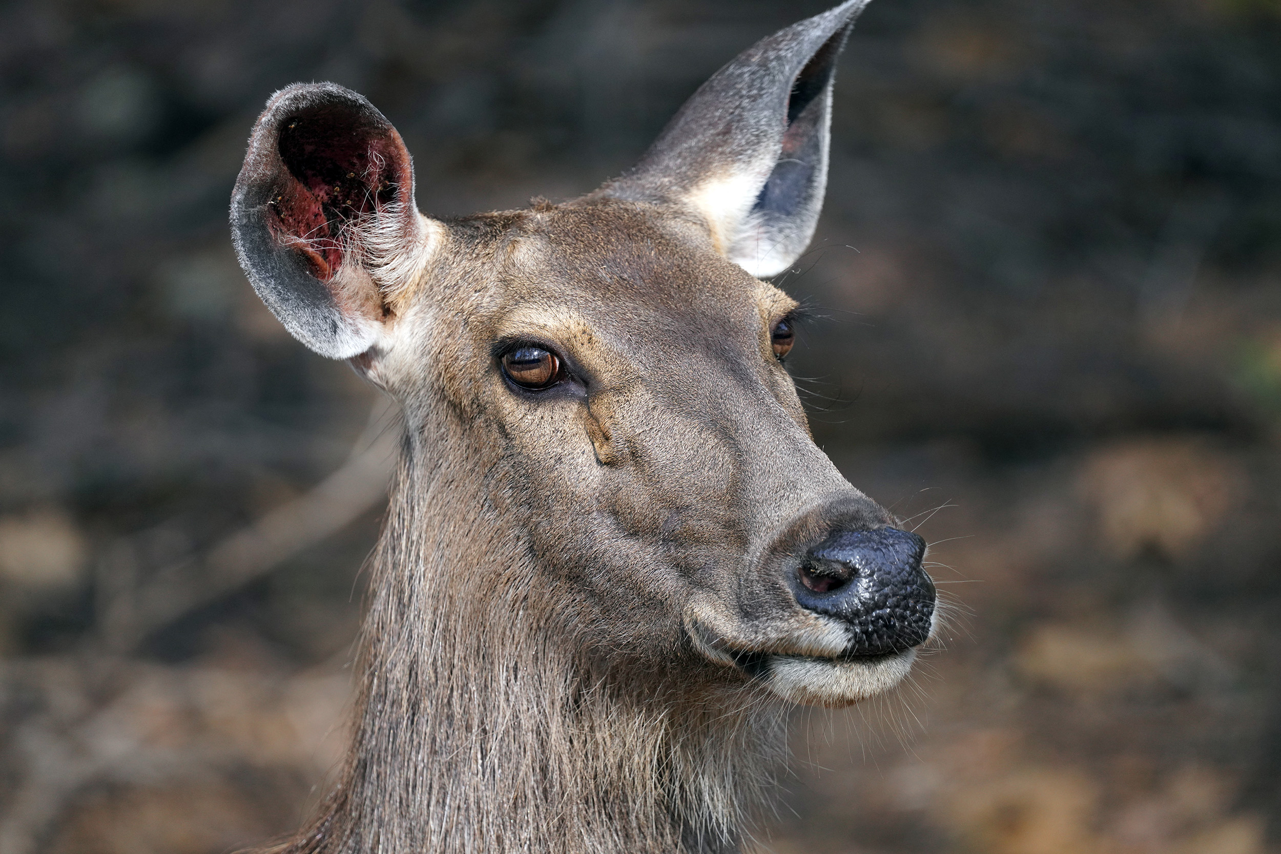 Cerf des marais (Barasingha ou Cervus duvaucelii)