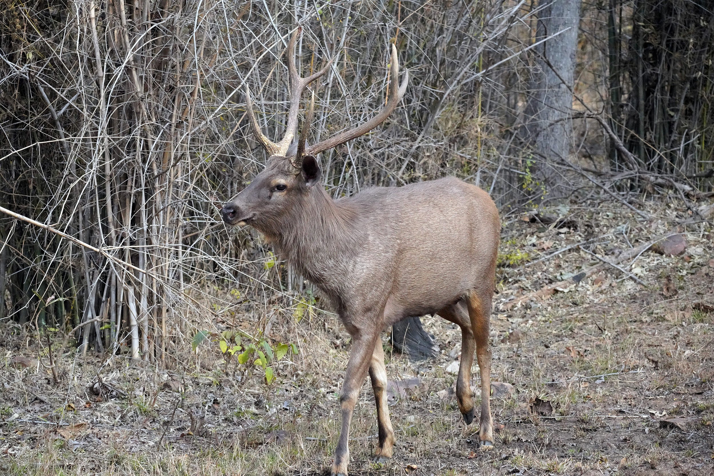 Cerf des marais (Barasingha ou Cervus duvaucelii)