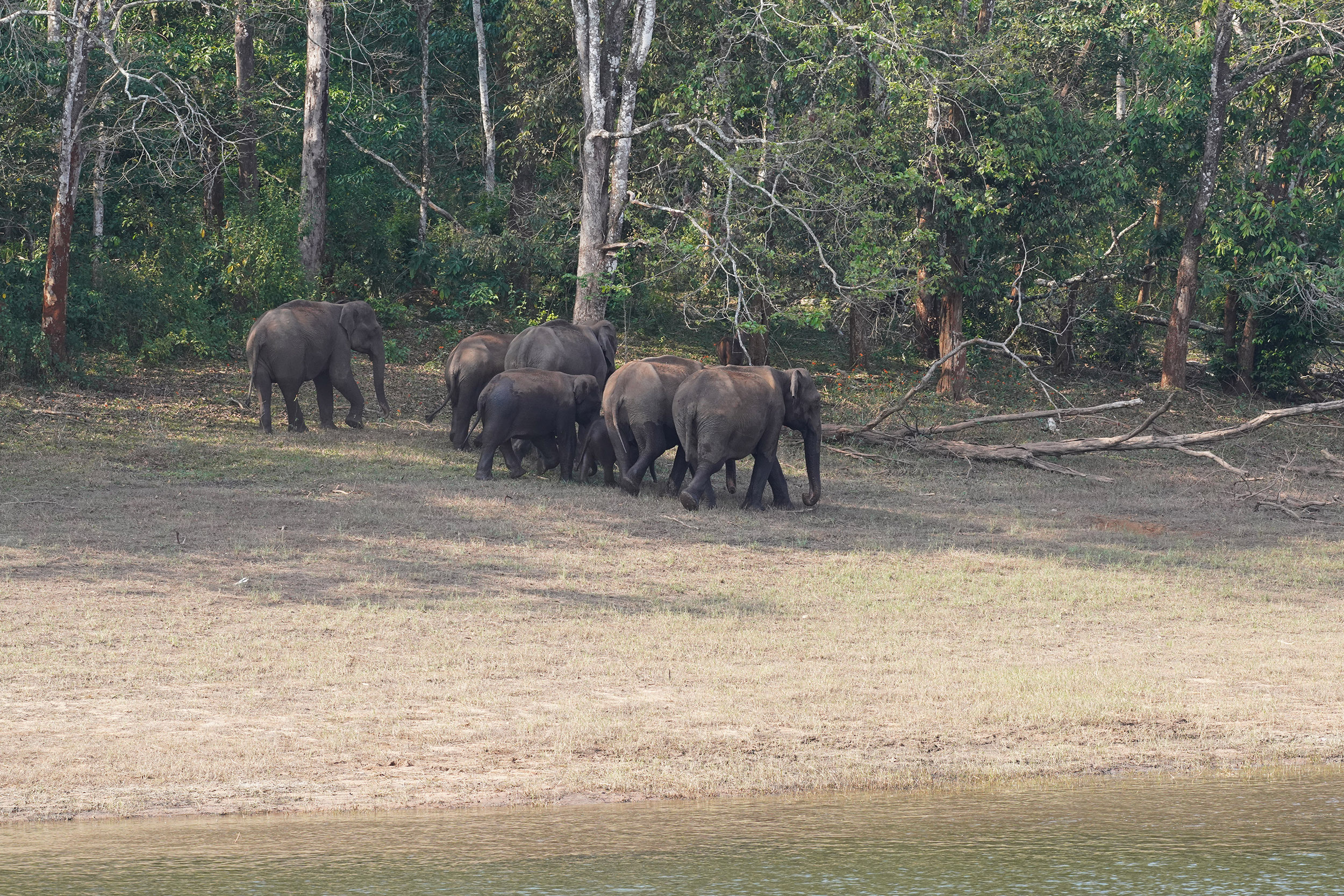 Troupeau d'éléphants