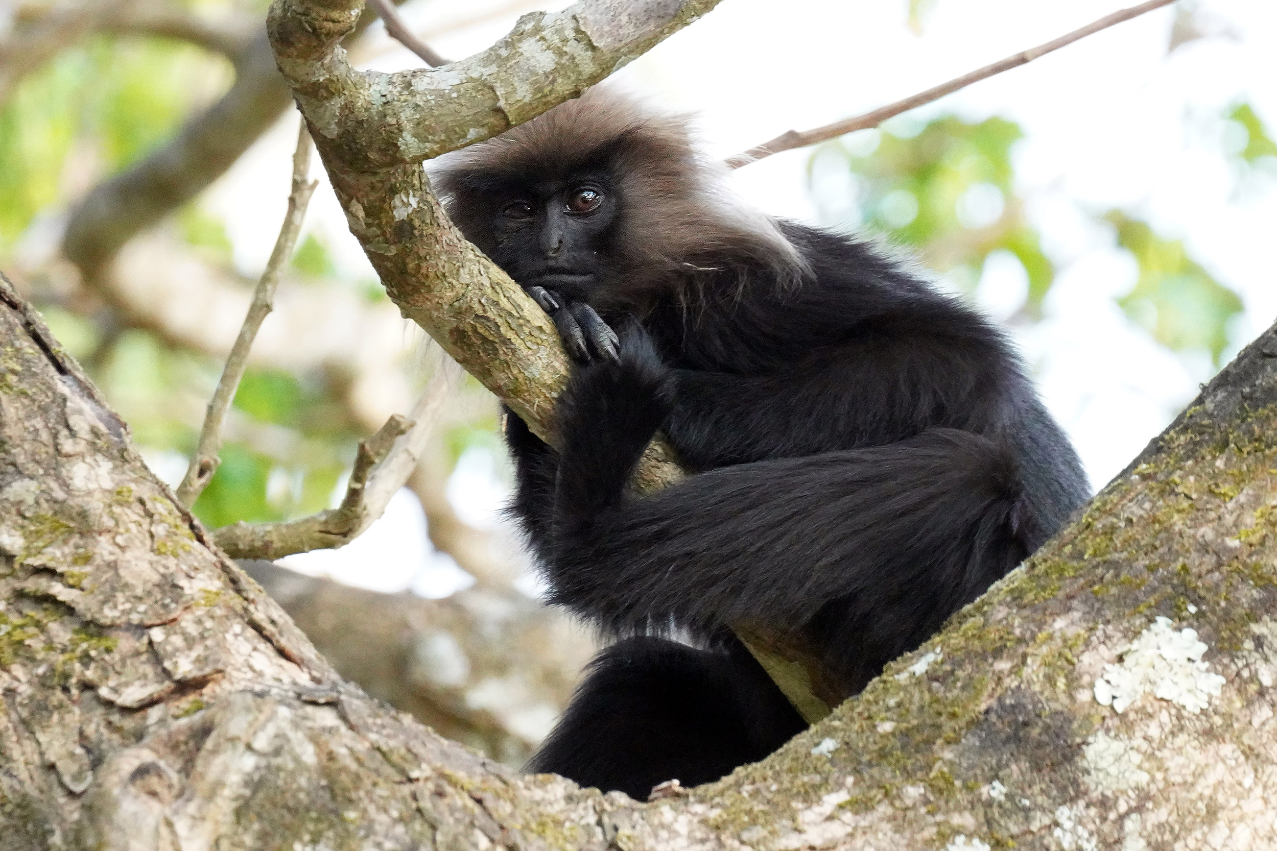 Singe Langur du Nilgiri
