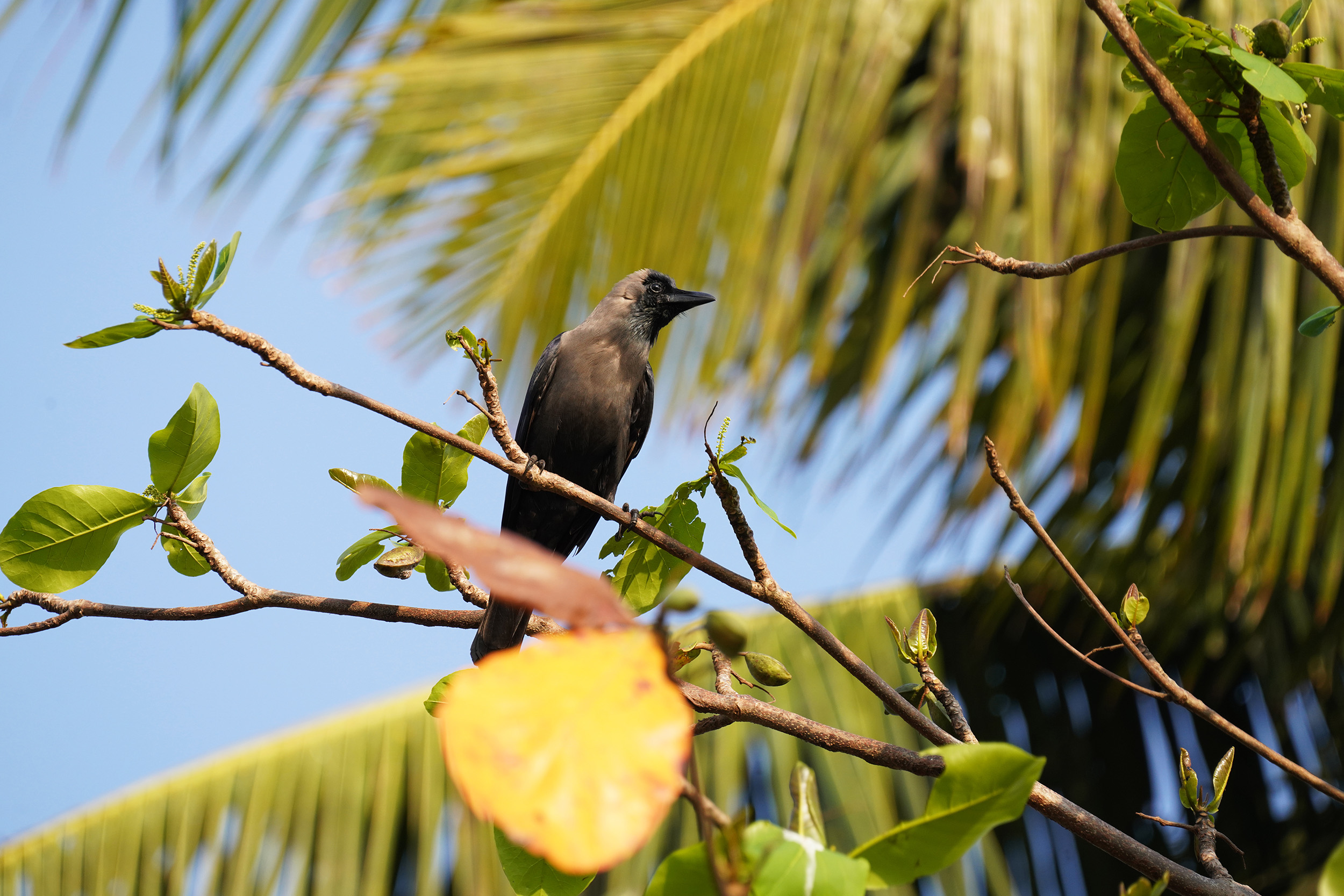 Corbeau , omniprésent en Inde