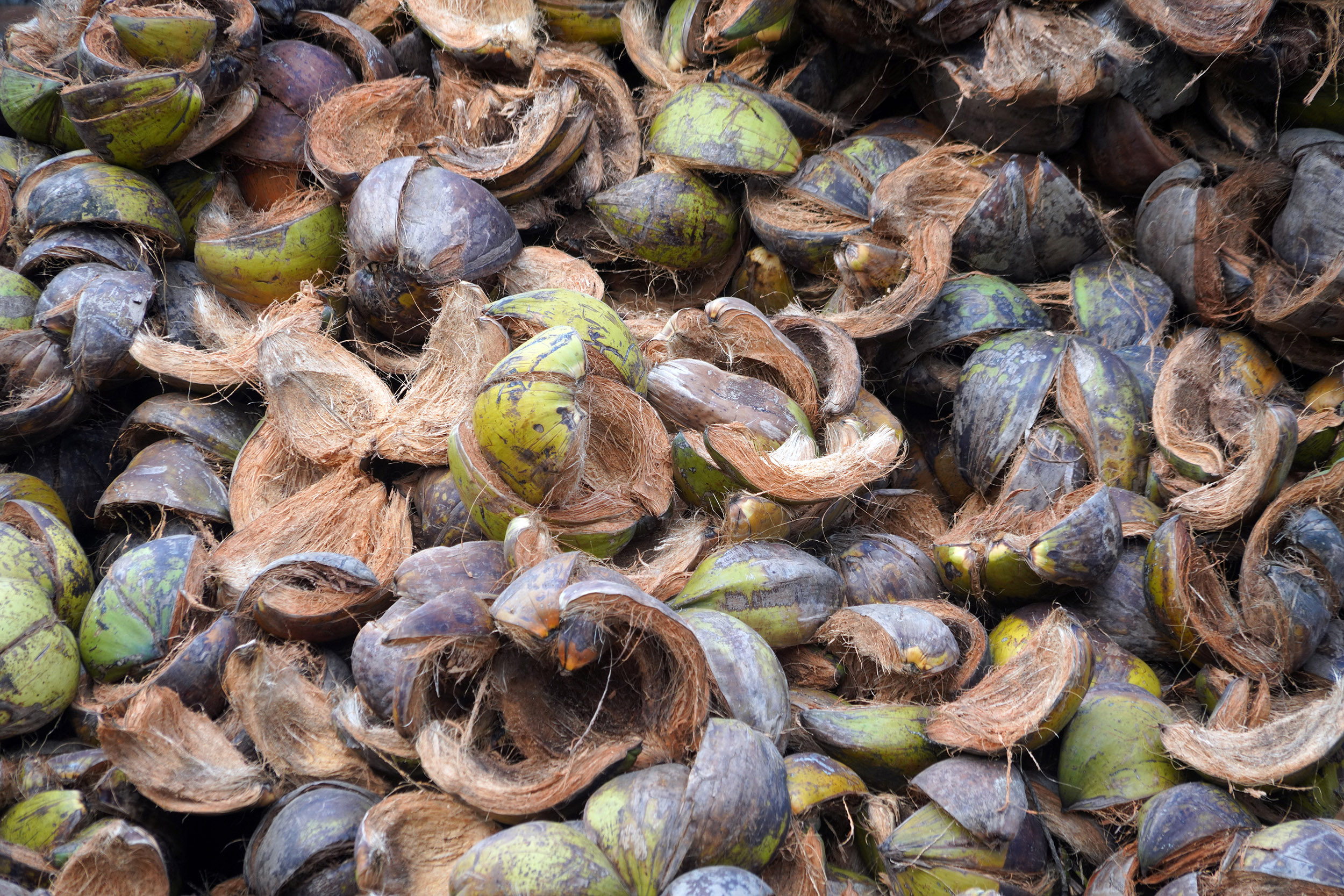 Fibres de noix de coco, combustible des fours à briques